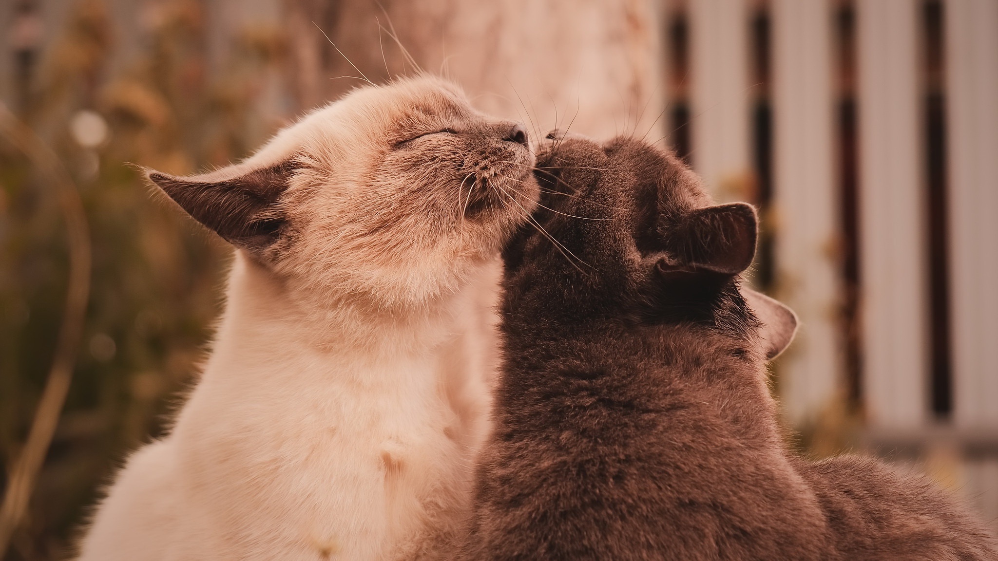 Two cats nuzzling each other HD Wallpaper