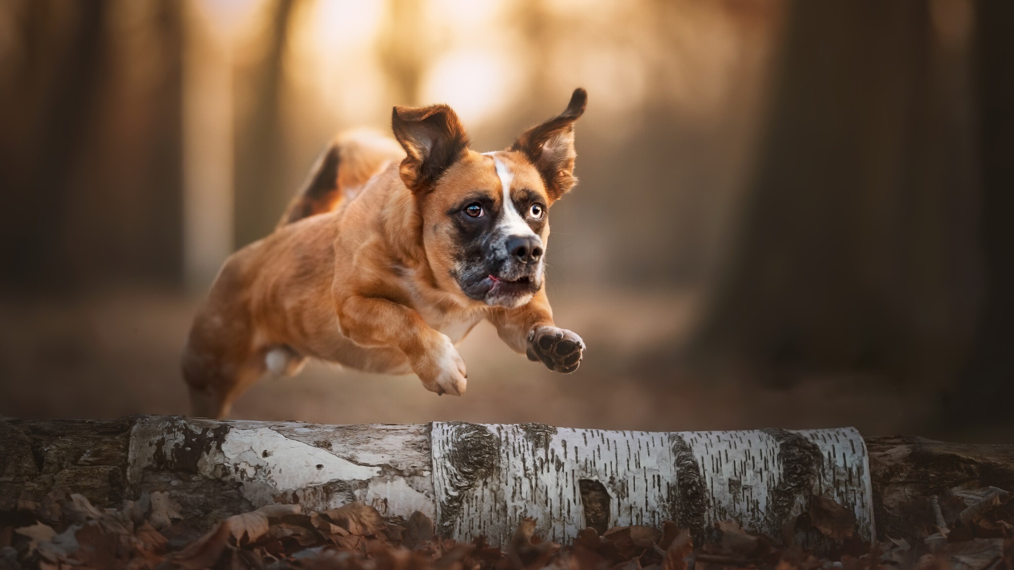 Dog jumping over a log in a forest HD Wallpaper