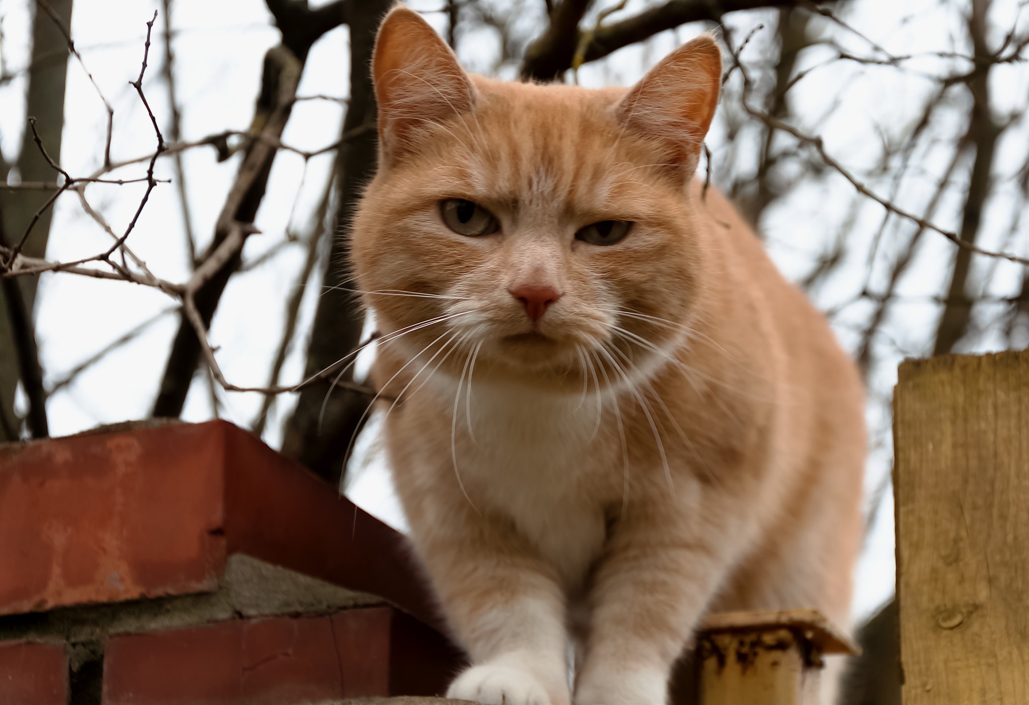 Orange cat sitting on a fence HD Wallpaper