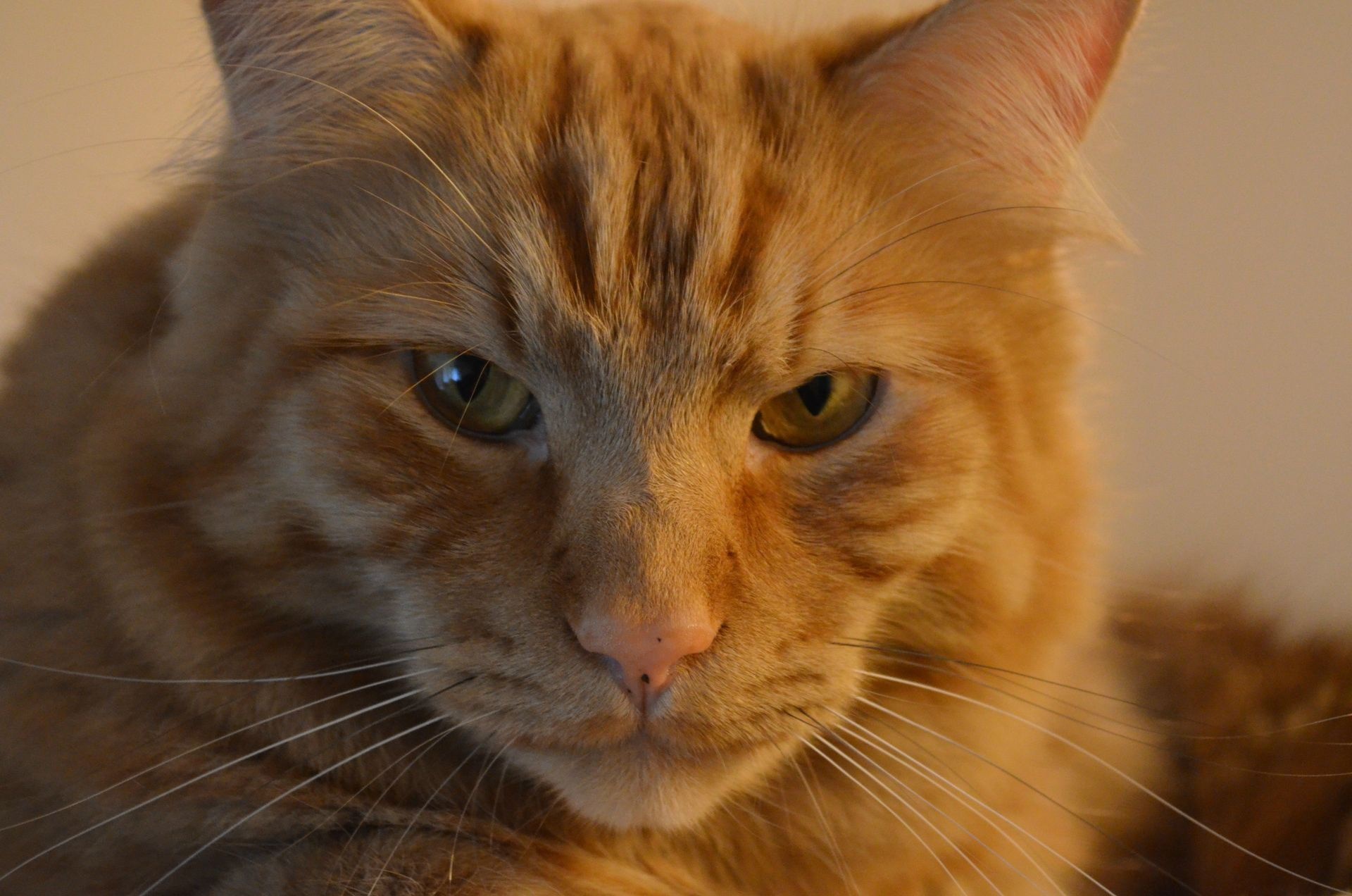 Close-up of an orange tabby cat's face HD Wallpaper