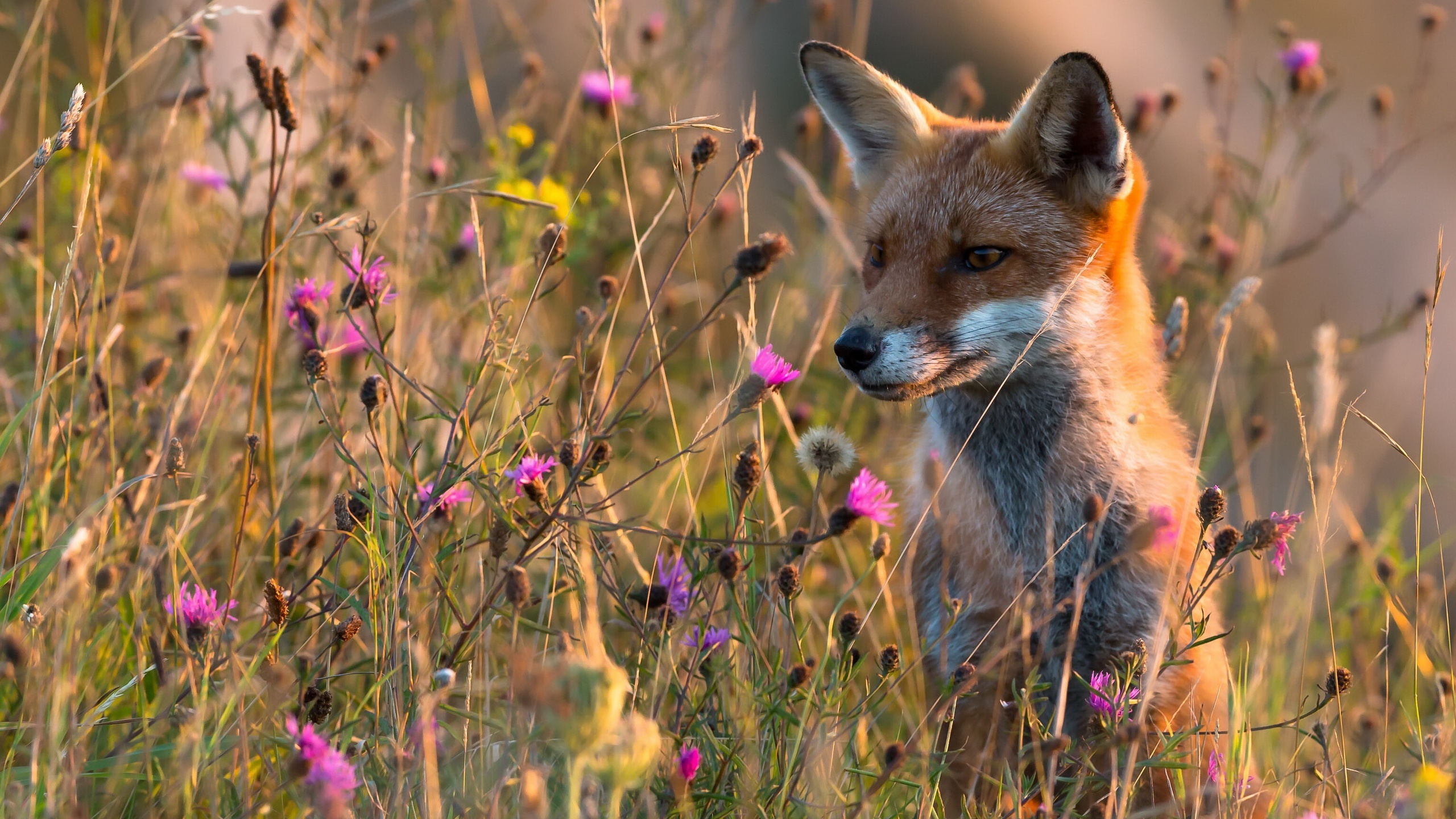 A red fox sits in a field of wildflowers HD Wallpaper