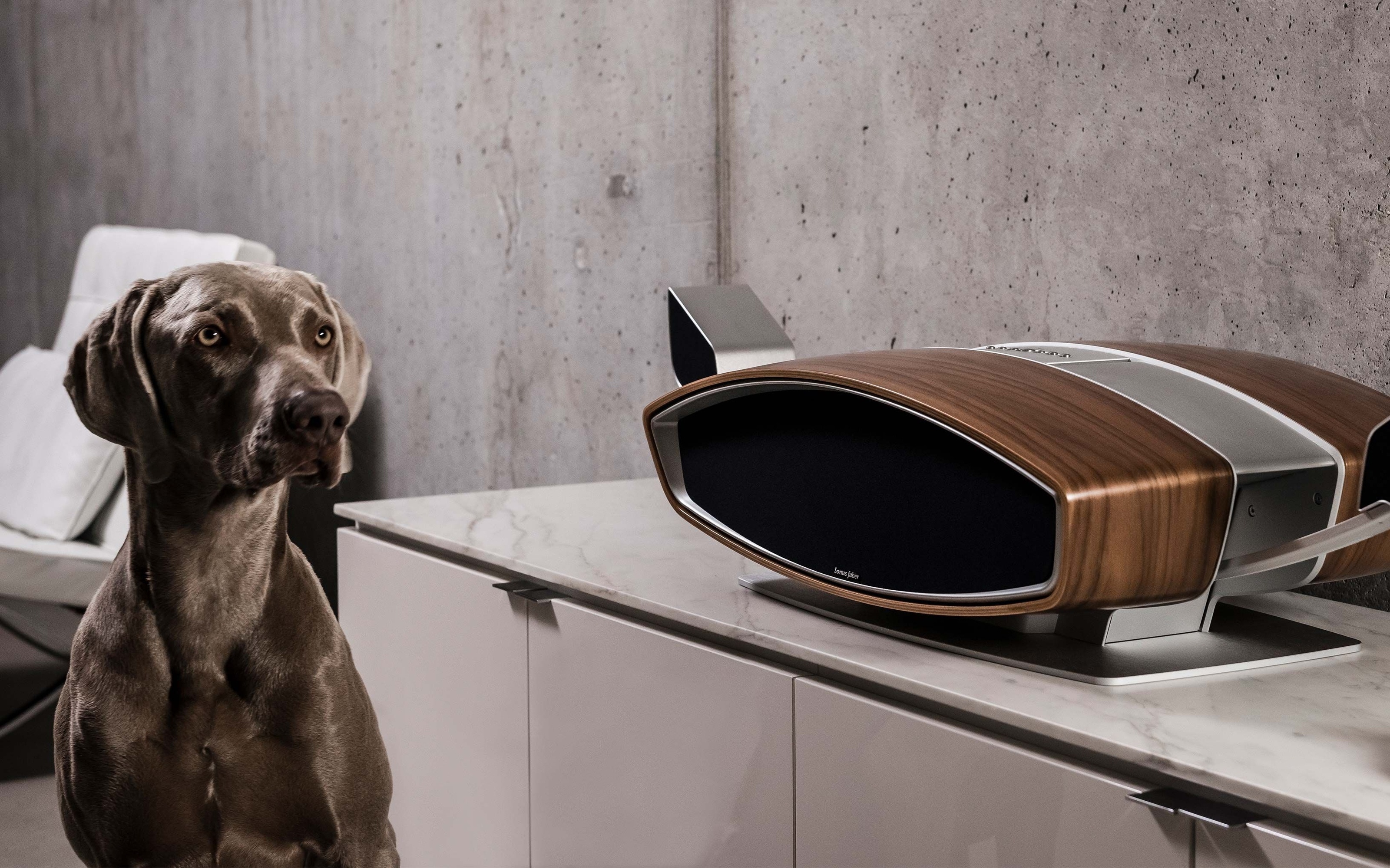 Weimaraner dog and modern speaker HD Wallpaper