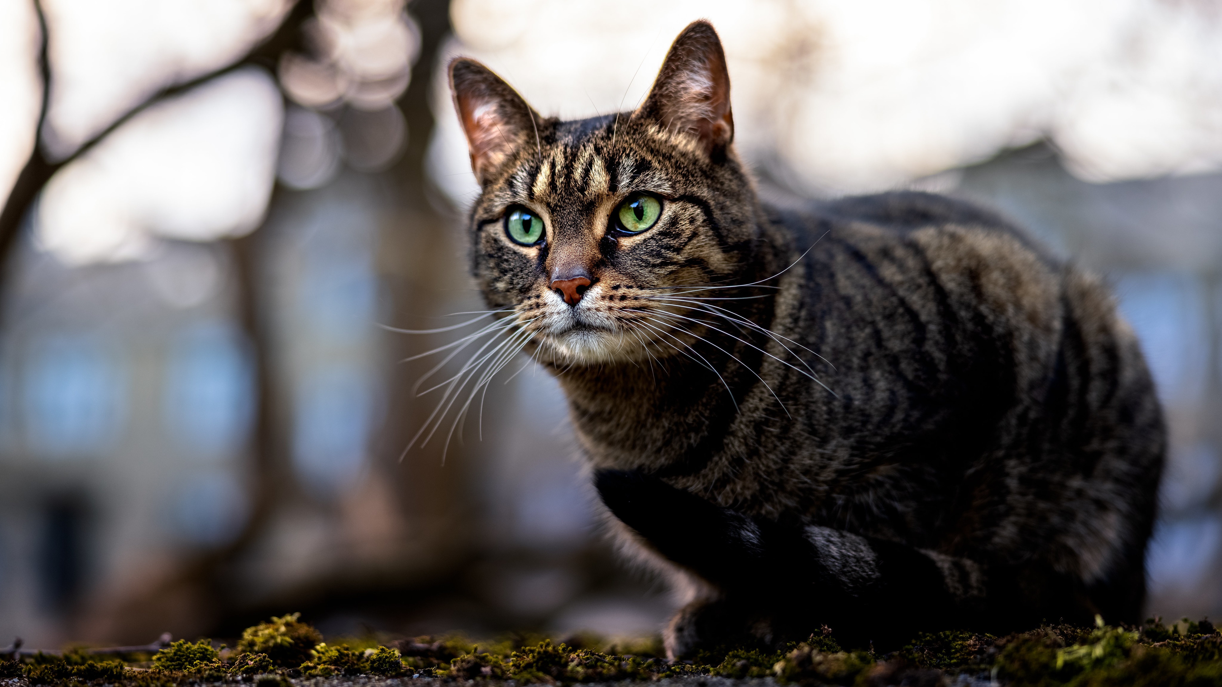 Tabby Cat with Green Eyes in 4K HD Wallpaper
