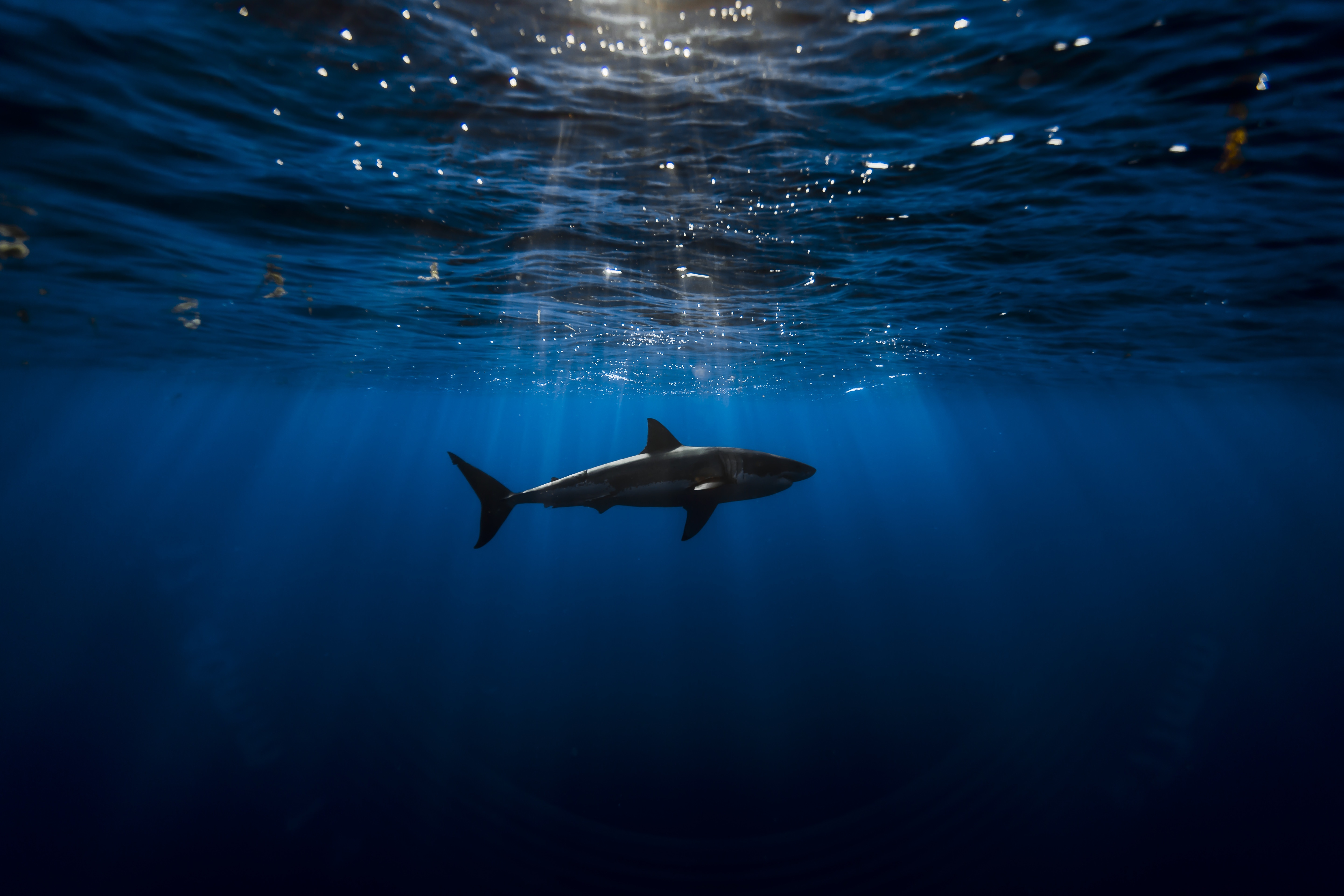 Shark swimming underwater in blue ocean 4K HD Wallpaper