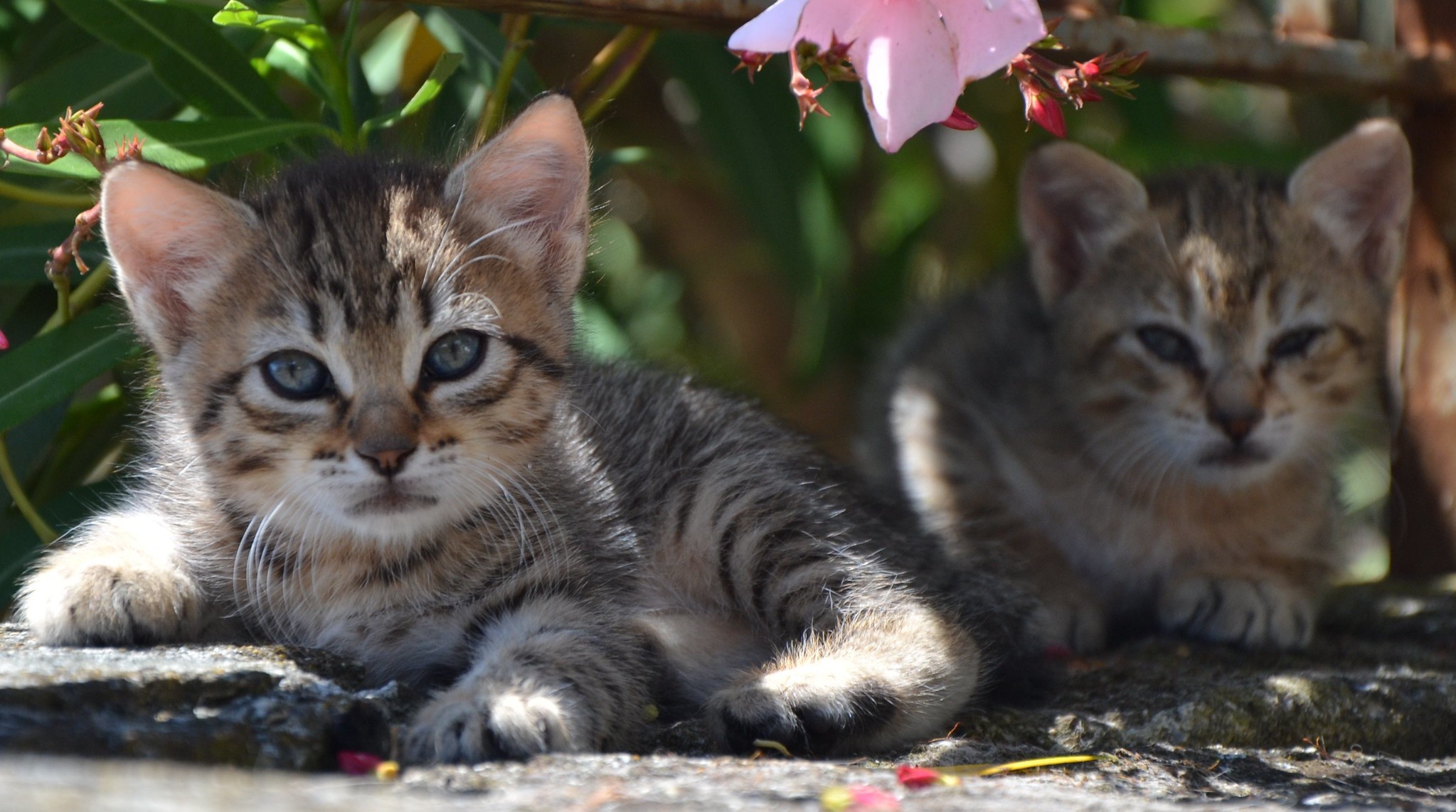 Two Tabby Kittens Resting Outdoors HD Wallpaper