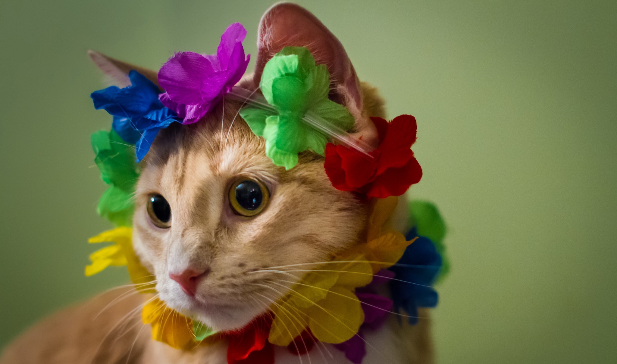 Orange cat wearing a colorful flower lei HD Wallpaper