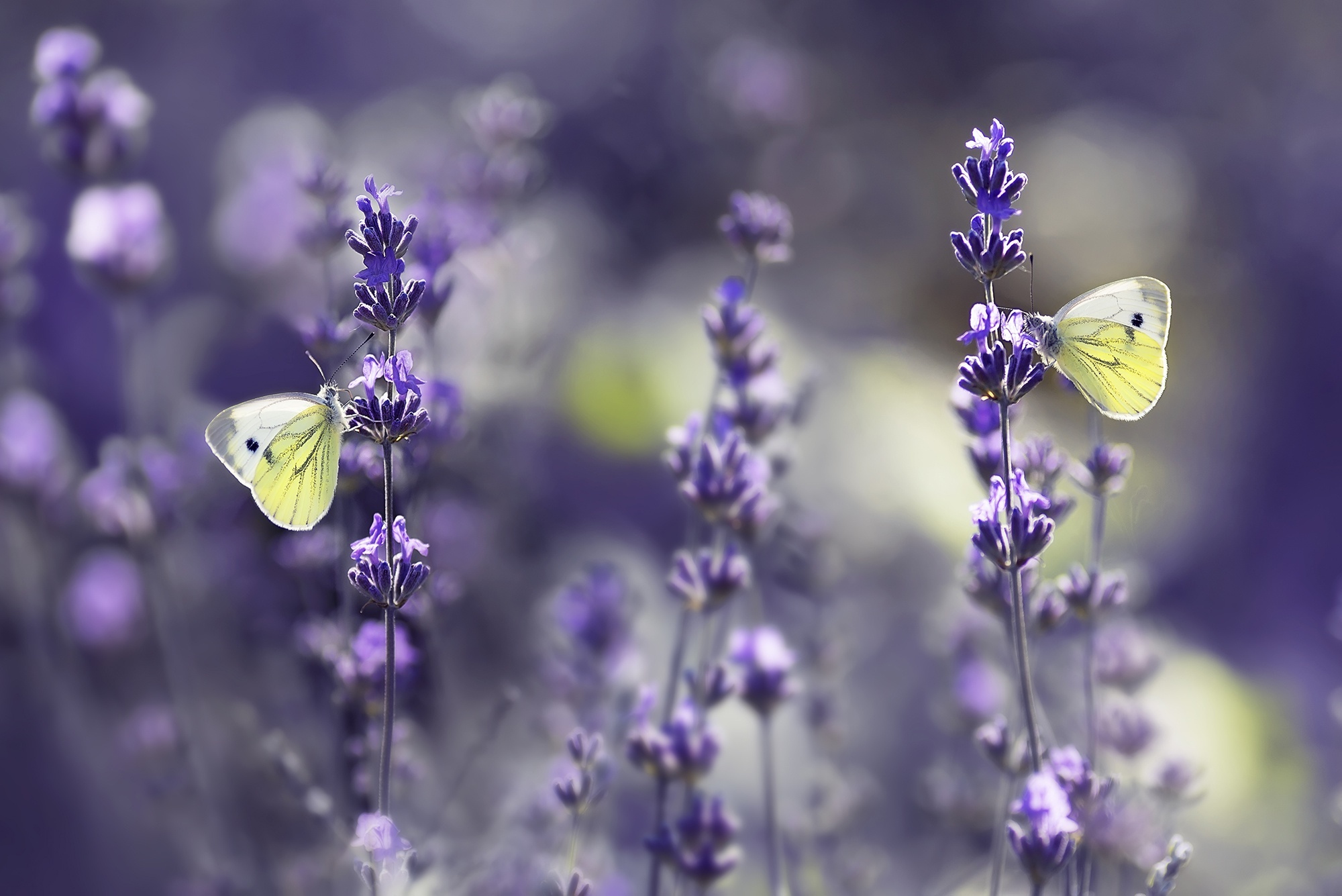 Two white butterflies on lavender flowers HD Wallpaper