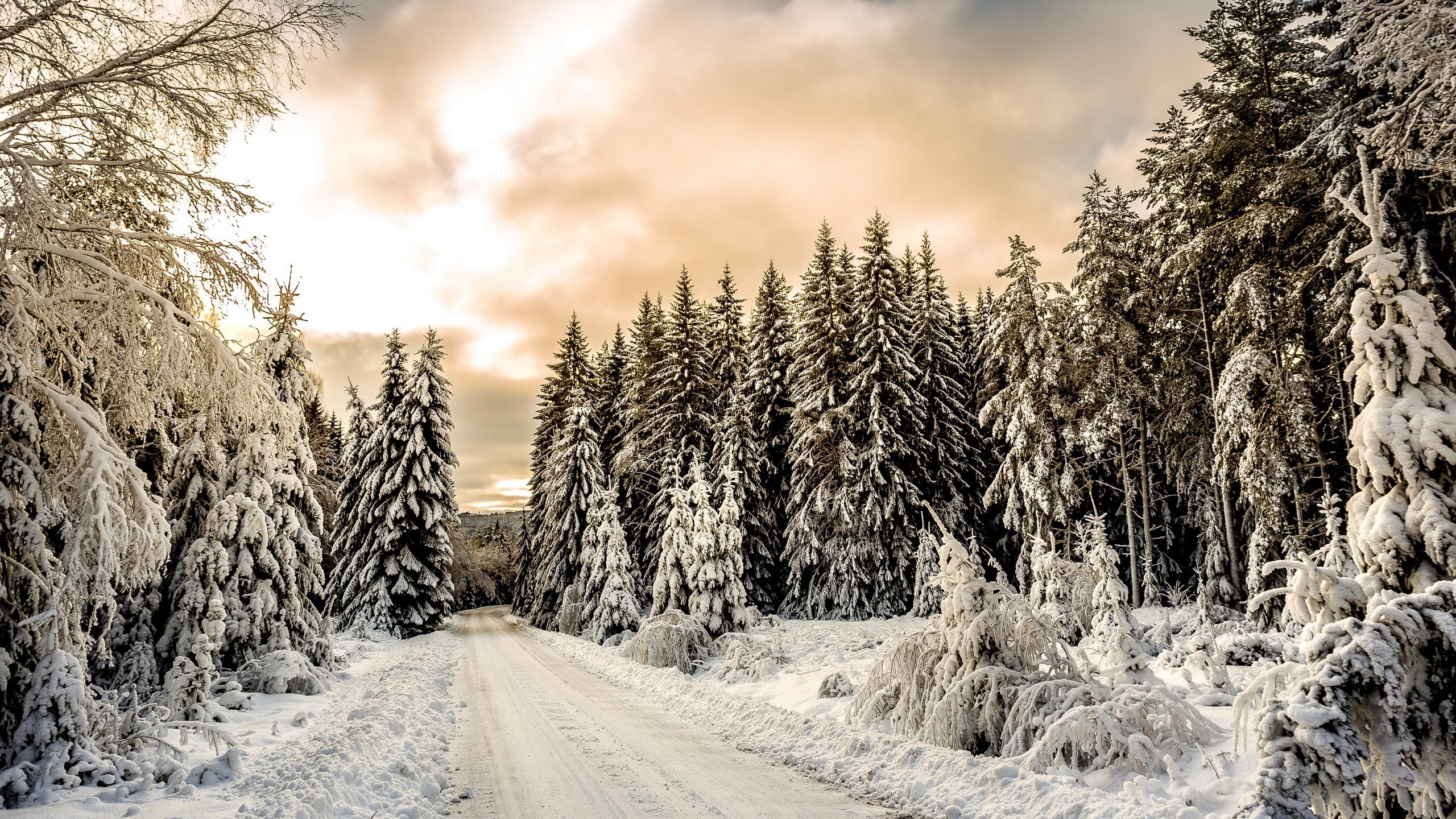 Snowy forest path in winter HD Wallpaper