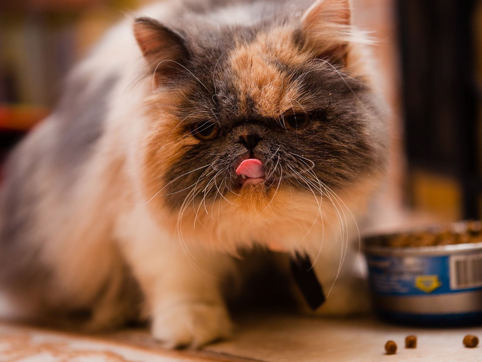 A fluffy cat with its tongue out next to a can of food HD Wallpaper