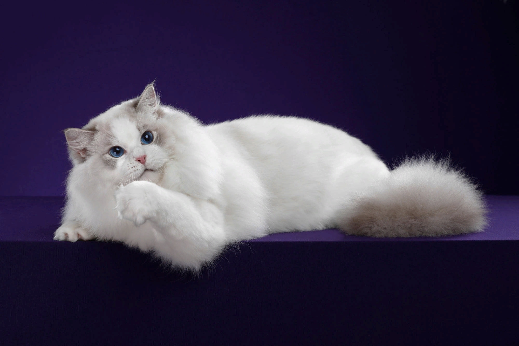 Ragdoll Cat with Blue Eyes on Purple Surface HD Wallpaper