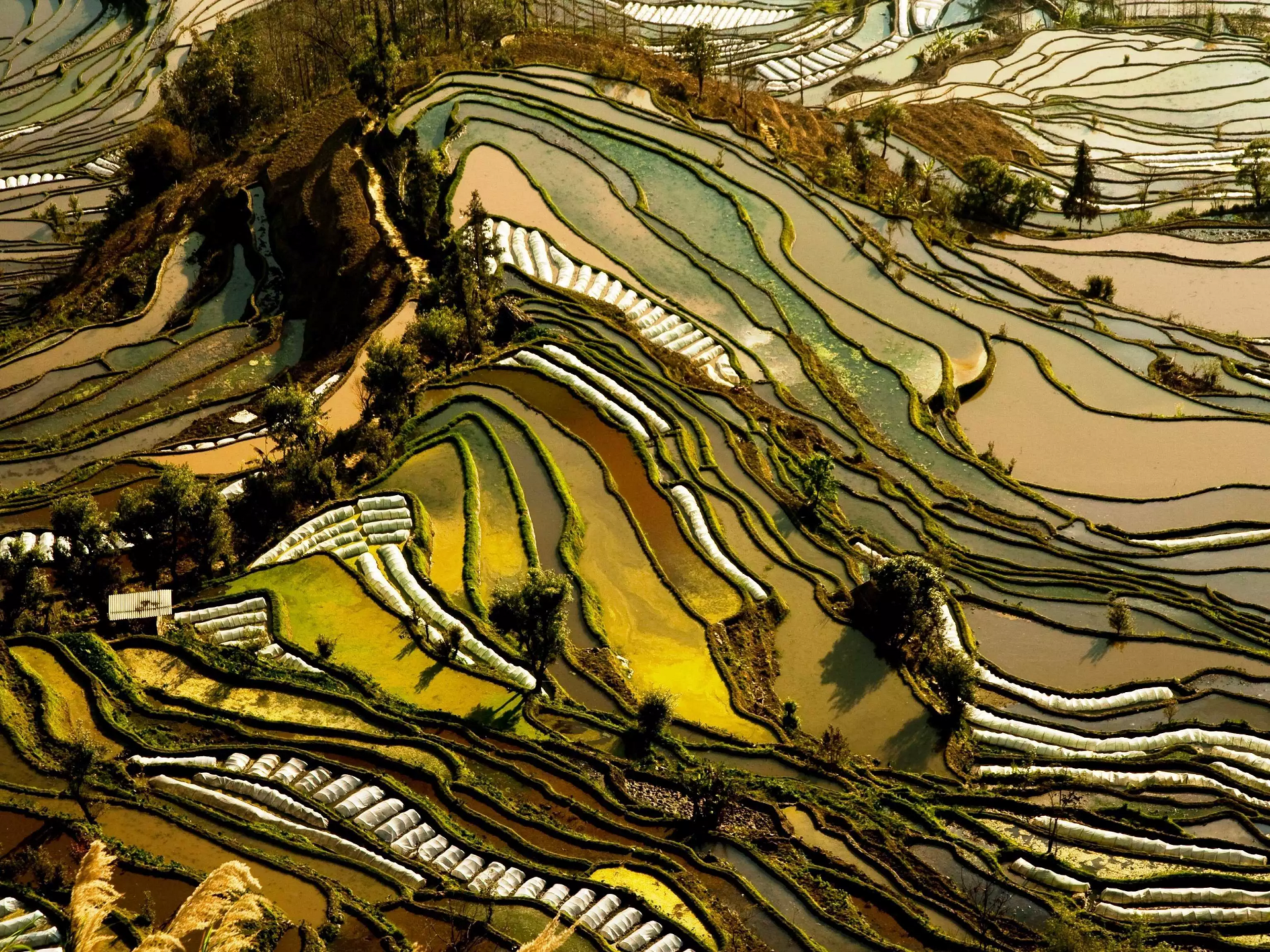Rice Terraces in China HD Wallpaper