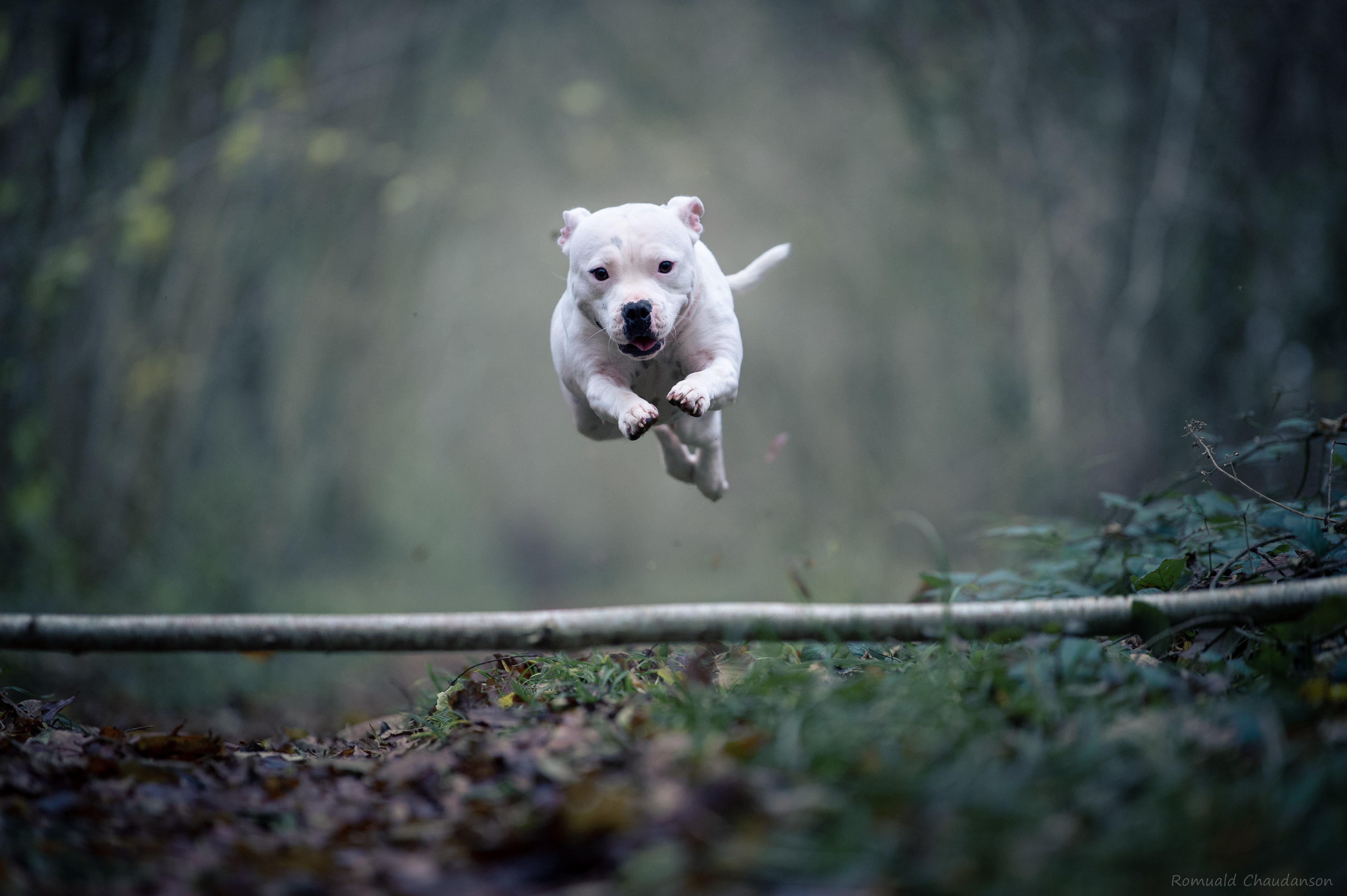 White Staffordshire Bull Terrier jumping over a log HD Wallpaper
