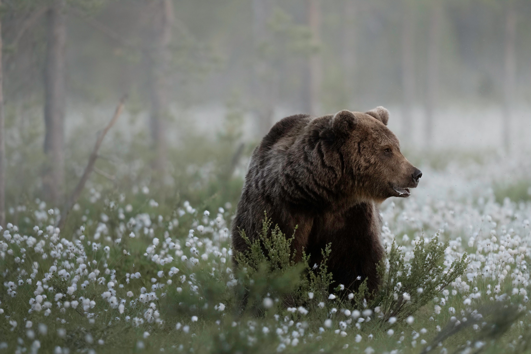 Brown bear in a field of white flowers HD Wallpaper