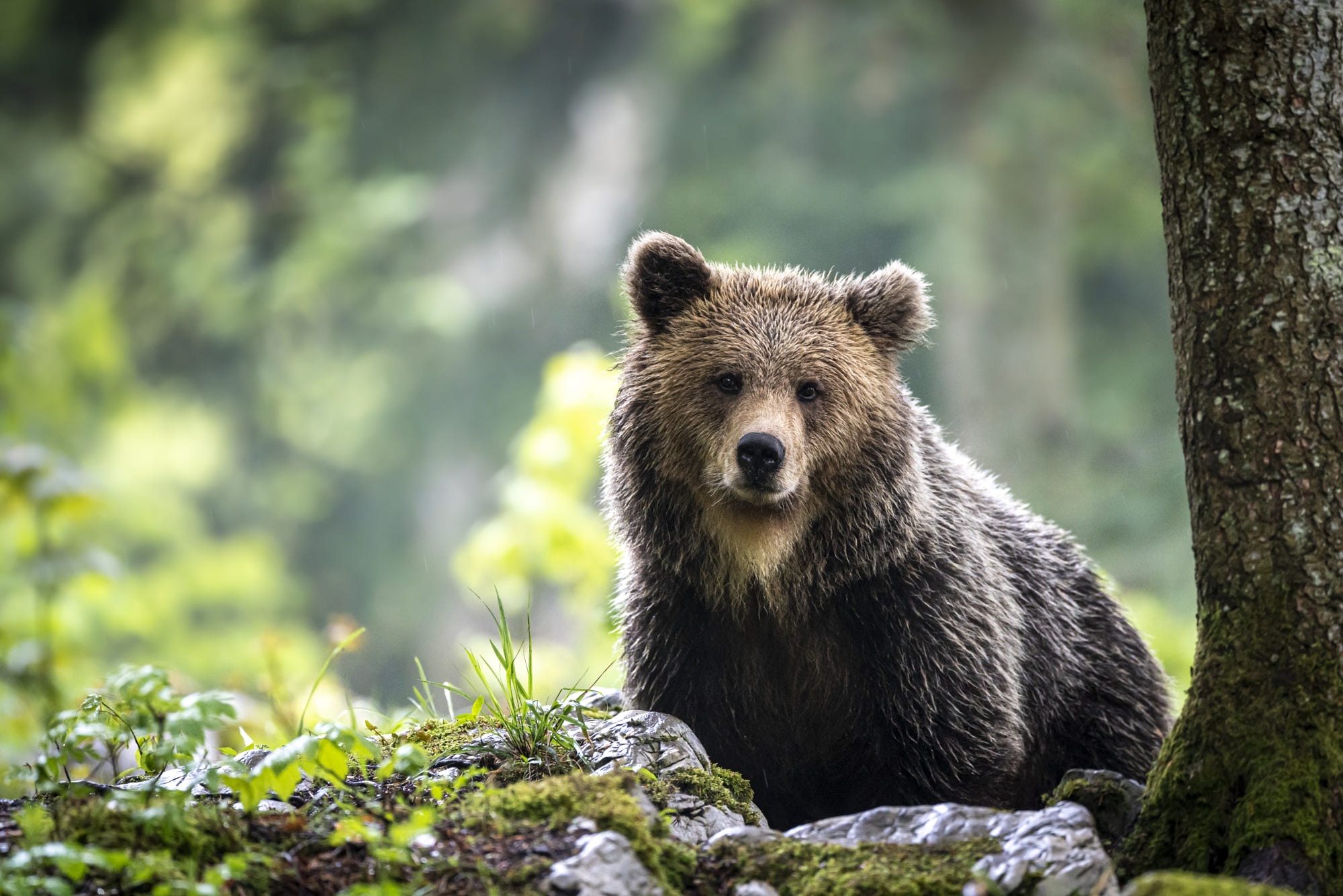 Brown bear sitting in a forest HD Wallpaper