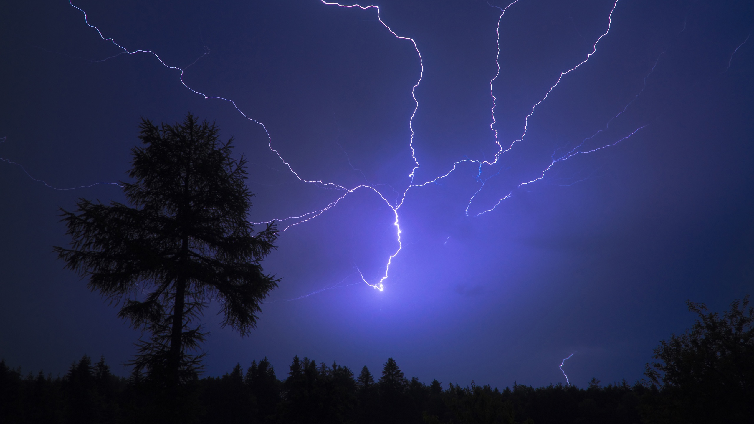 Lightning strikes over a forest at night HD Wallpaper
