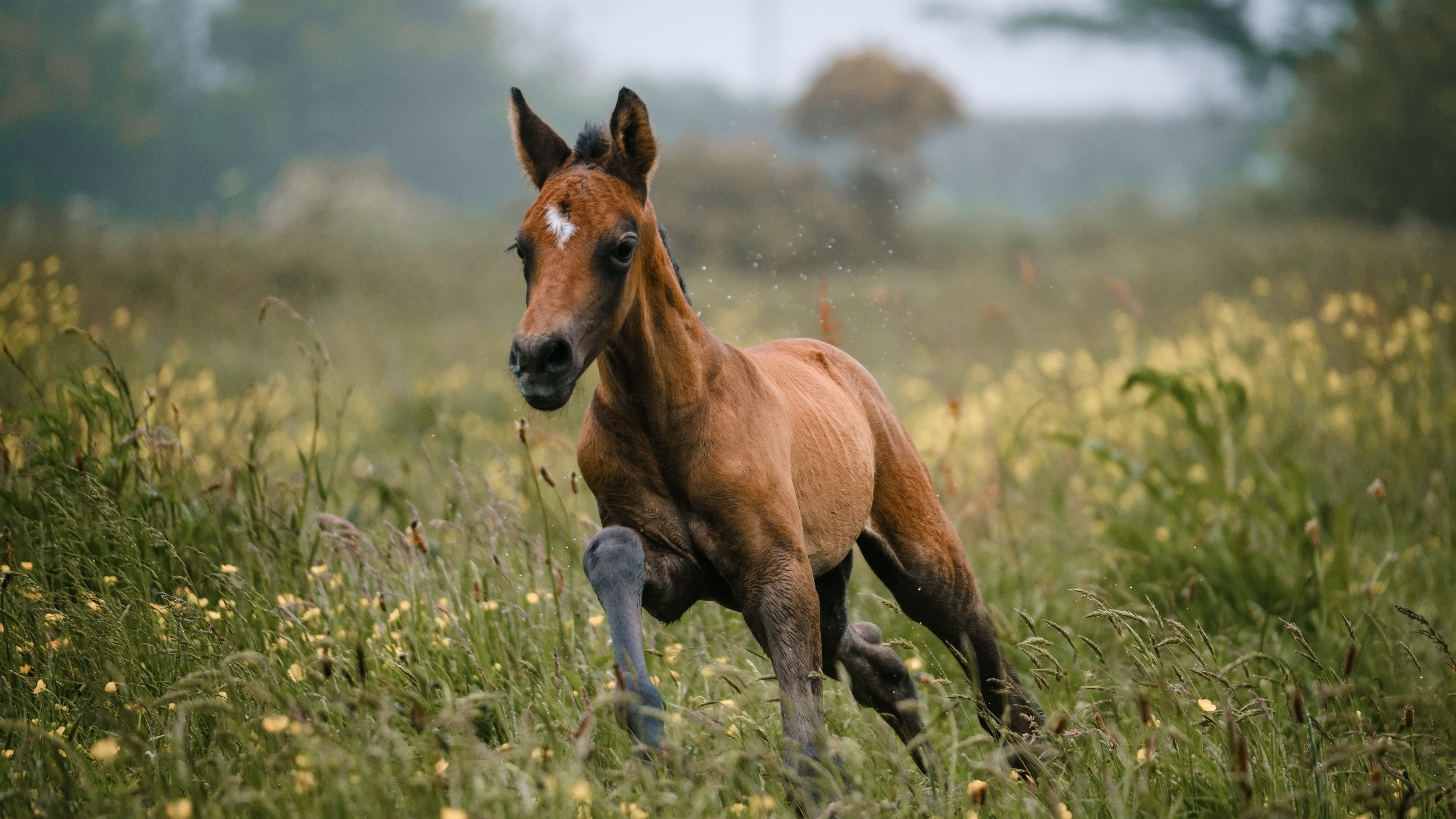 Brown foal running in a field HD Wallpaper