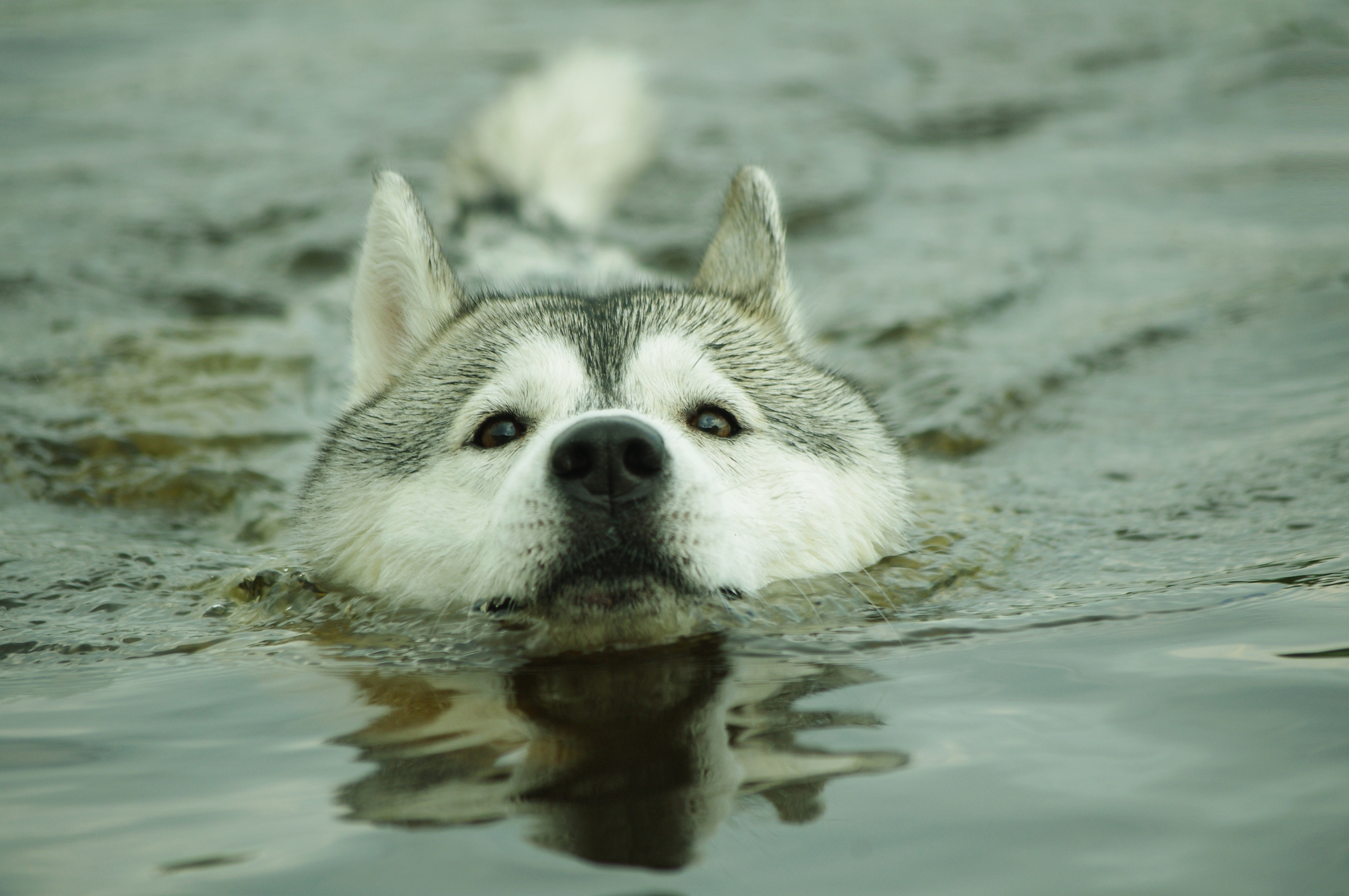 Husky swimming in water 4K HD Wallpaper