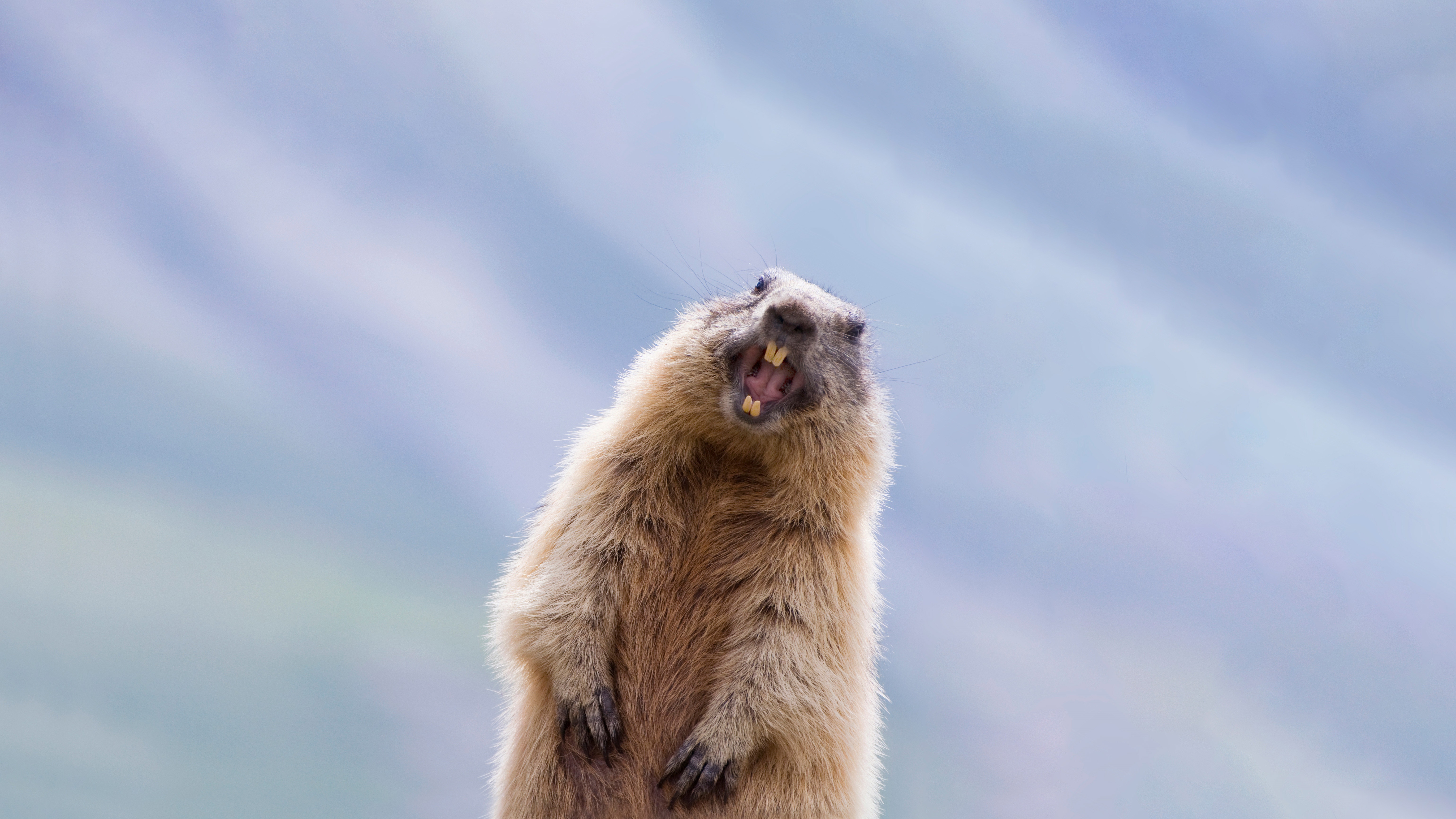 Alpine marmot in Hohe Tauern National Park, Austria HD Wallpaper