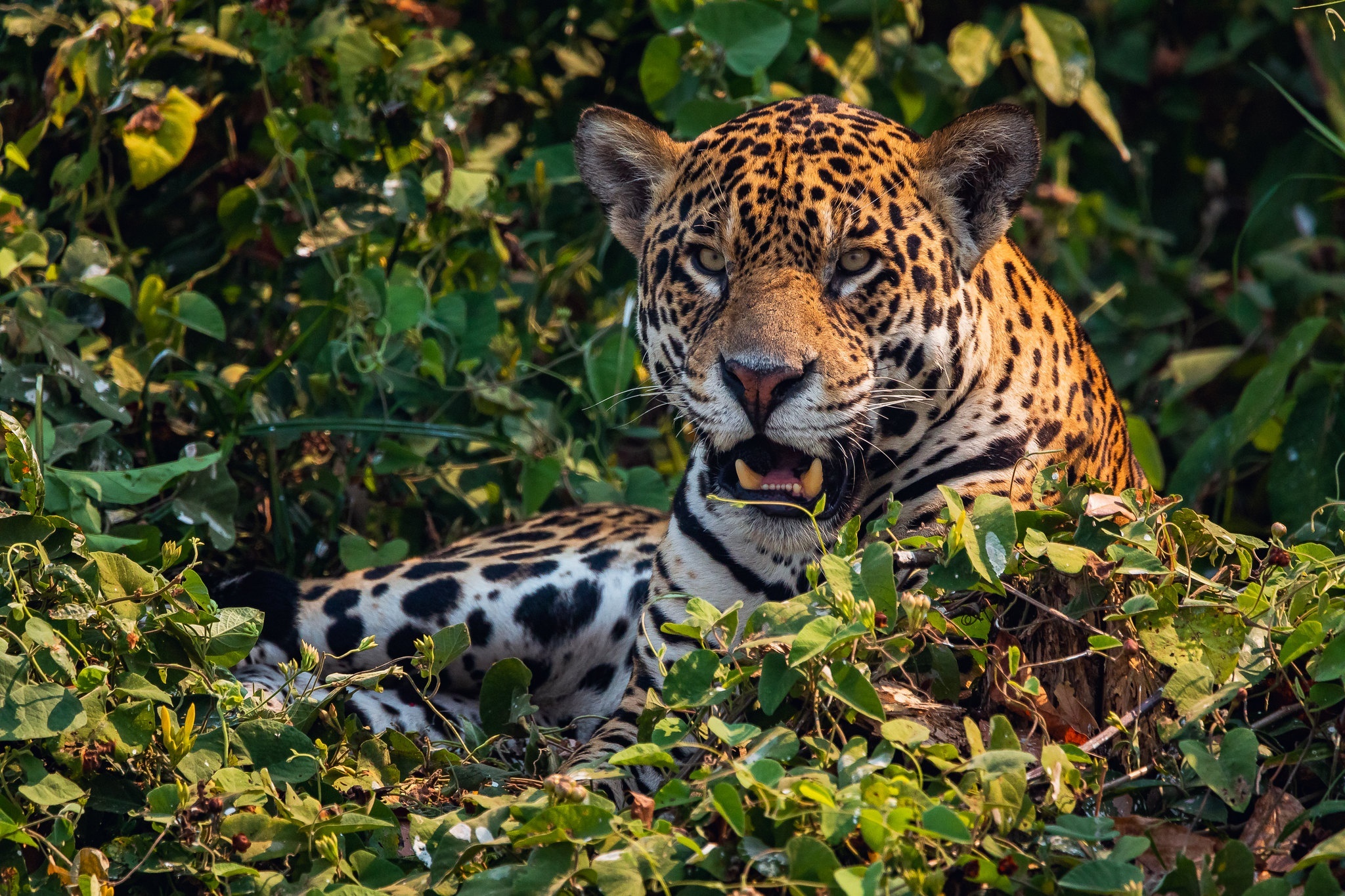 Jaguar resting in lush green foliage HD Wallpaper