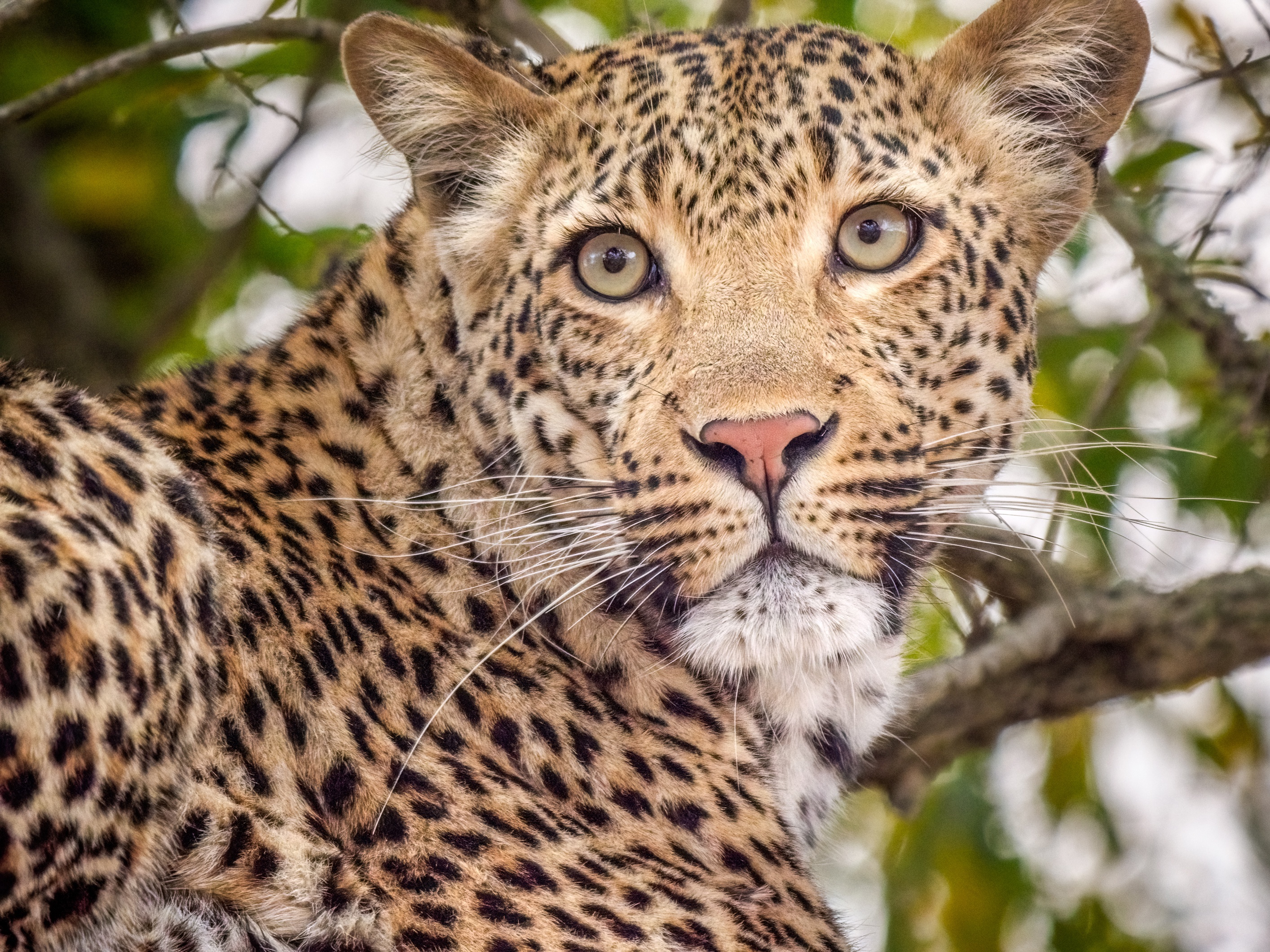 Leopard in a tree HD Wallpaper