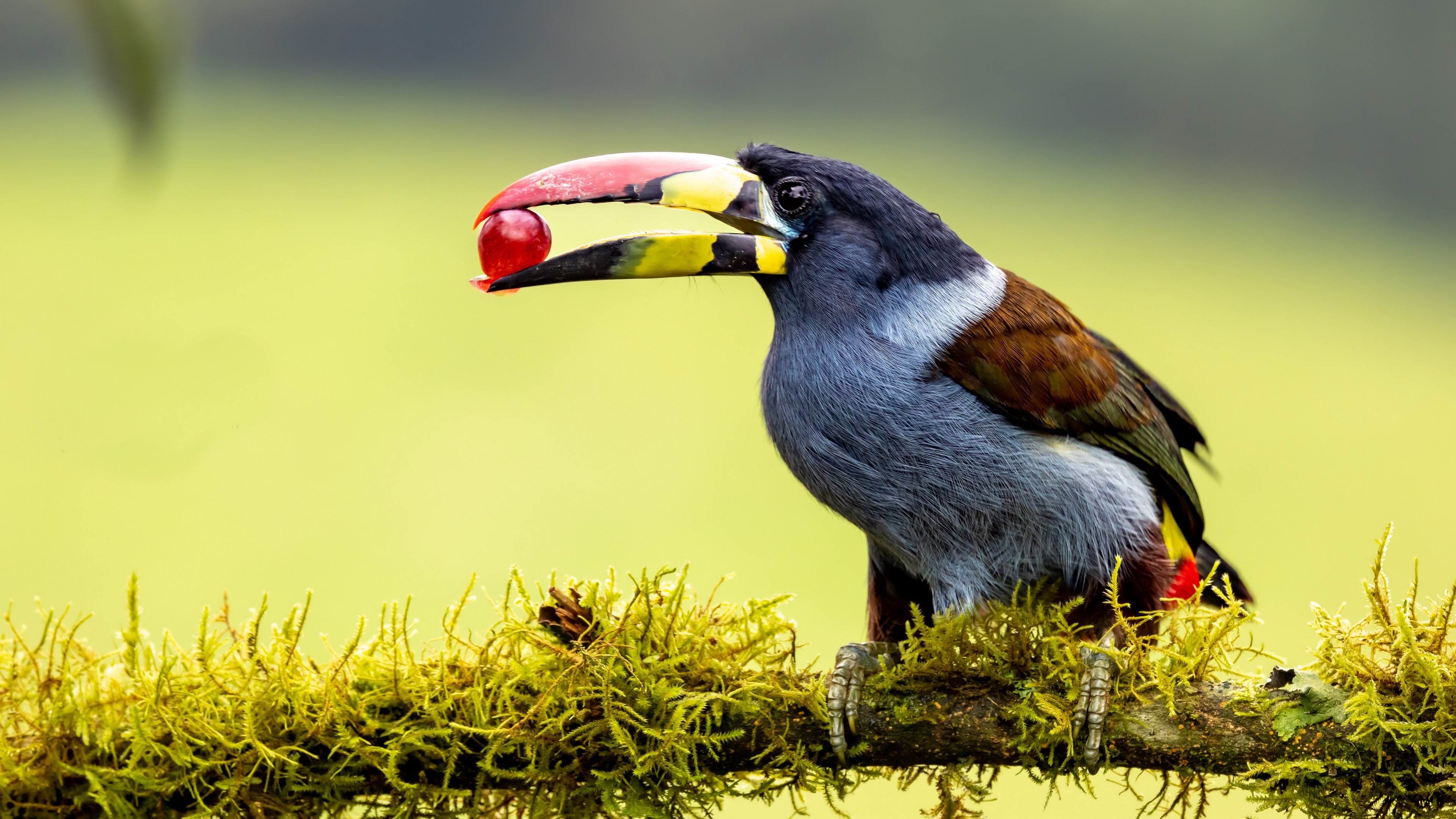 Gray-breasted Mountain Toucan with Berry HD Wallpaper