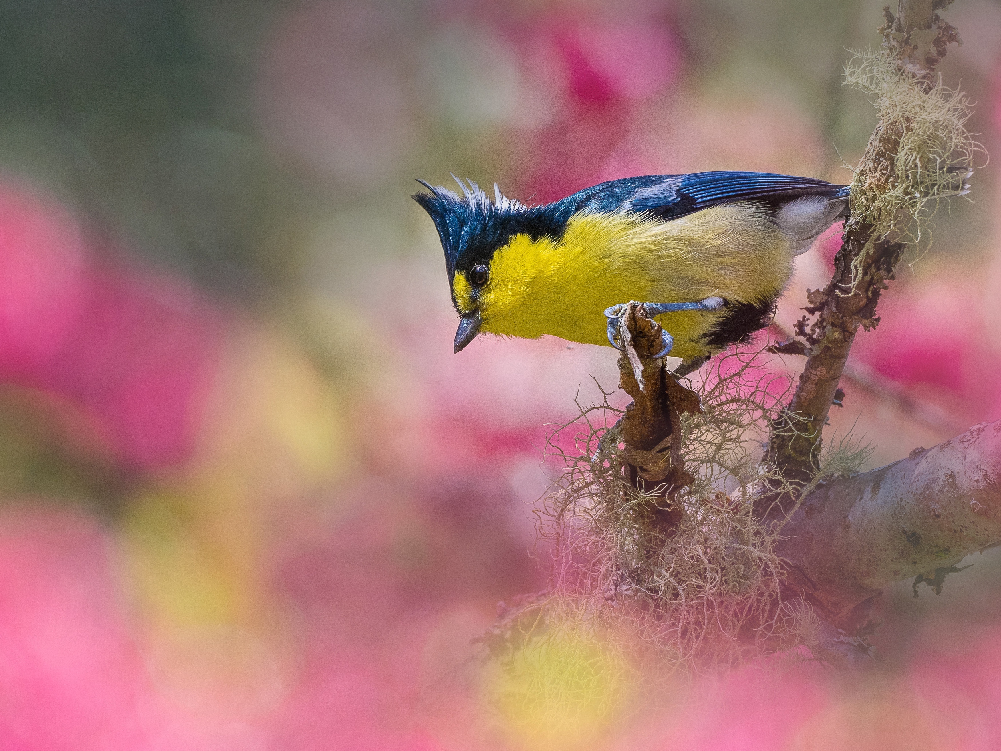 Taiwan Yellow Titmouse perched on a lichen-covered branch HD Wallpaper