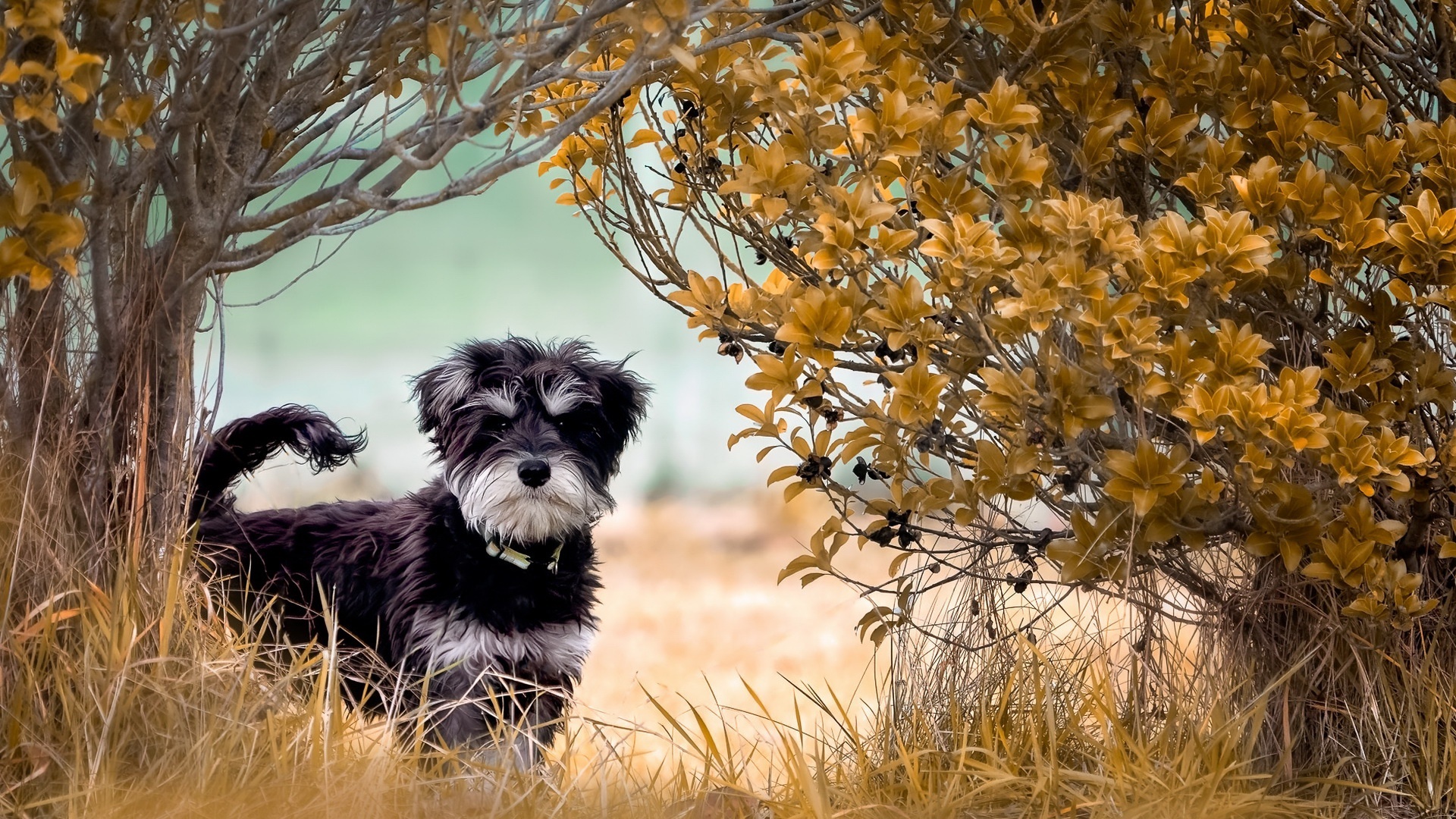 Black and white Schnauzer dog in tall grass HD Wallpaper