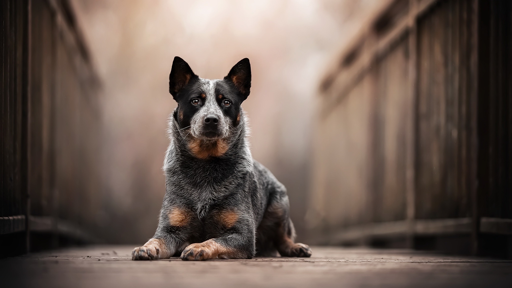 Australian Cattle Dog lying on a wooden walkway HD Wallpaper