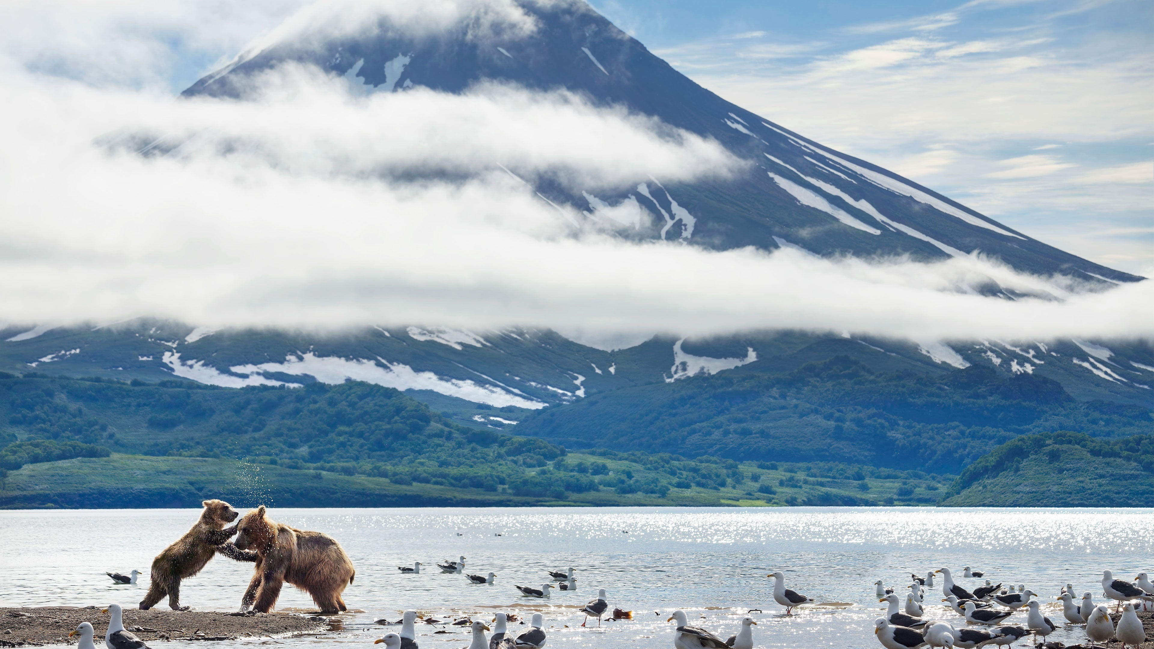 Bears and seagulls by a volcano HD Wallpaper