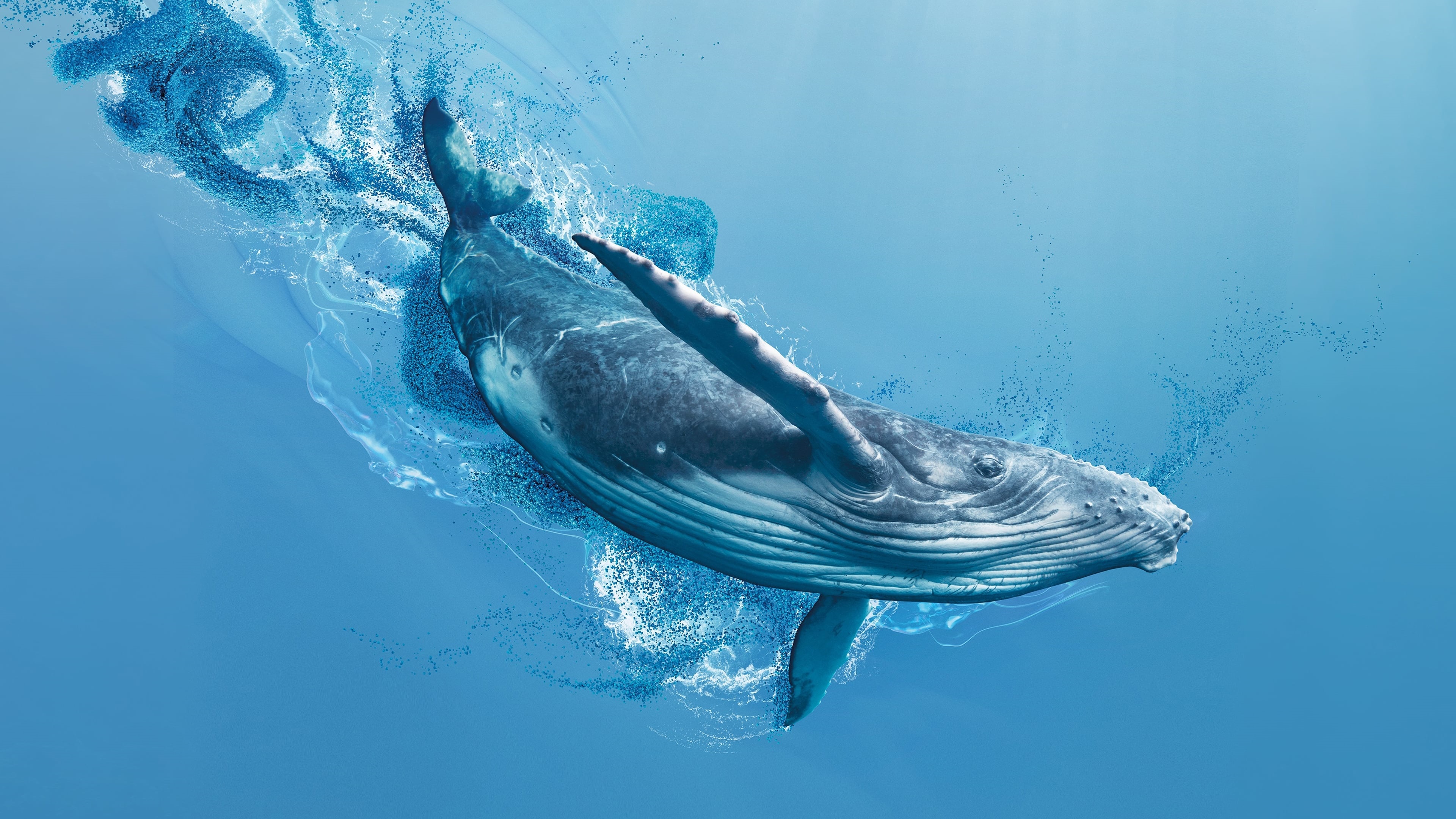 Humpback whale swimming in blue water HD Wallpaper