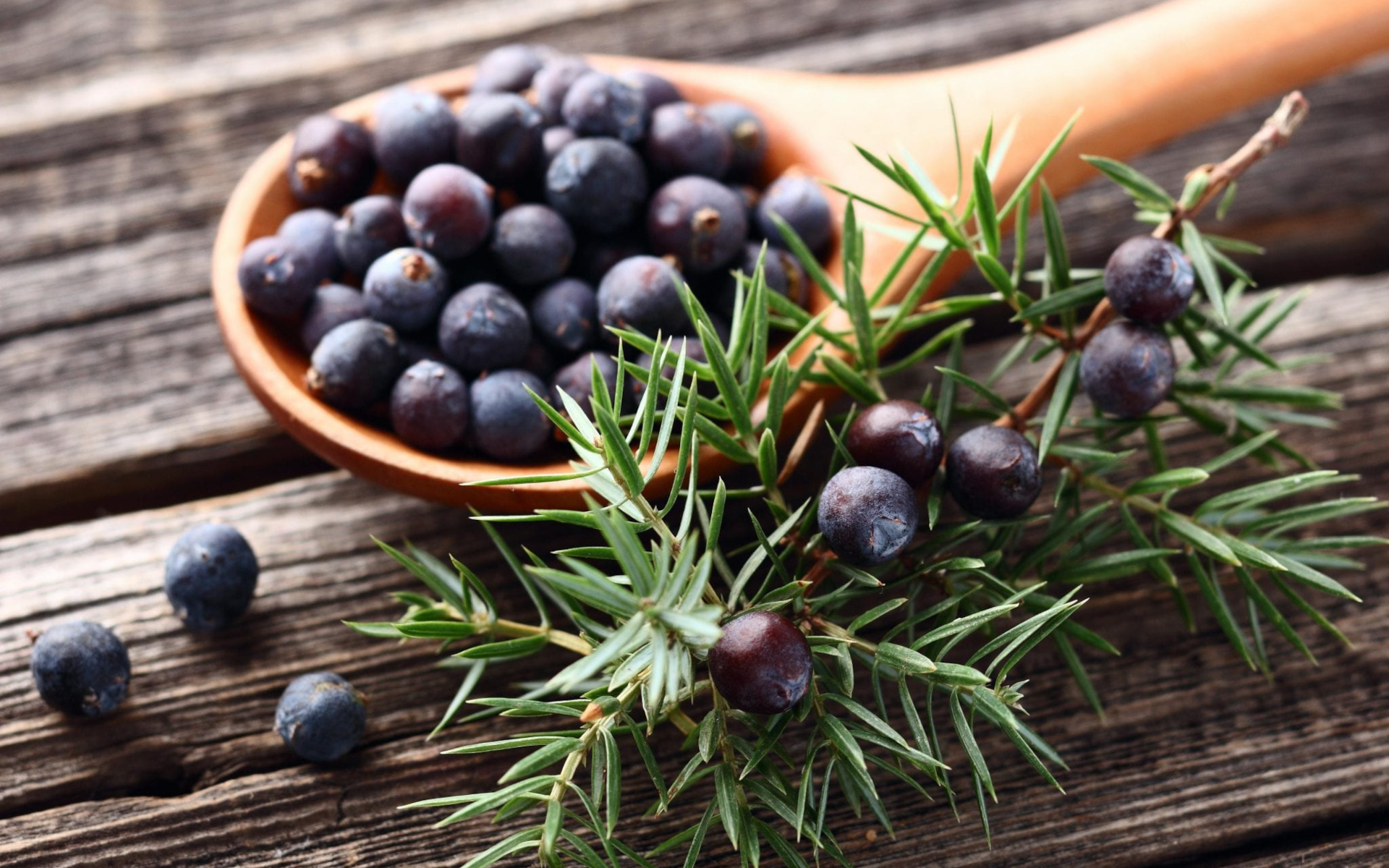 Juniper berries in a wooden spoon with branches HD Wallpaper