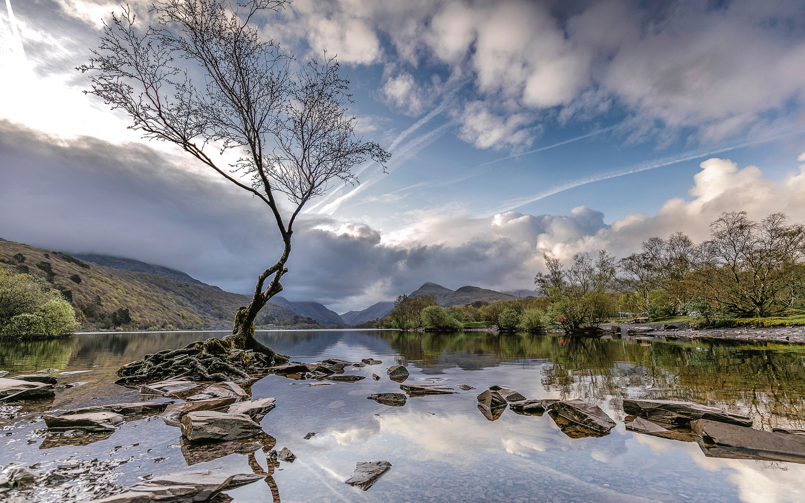 Dead Tree by Llanberis Lake in Wales HD Wallpaper