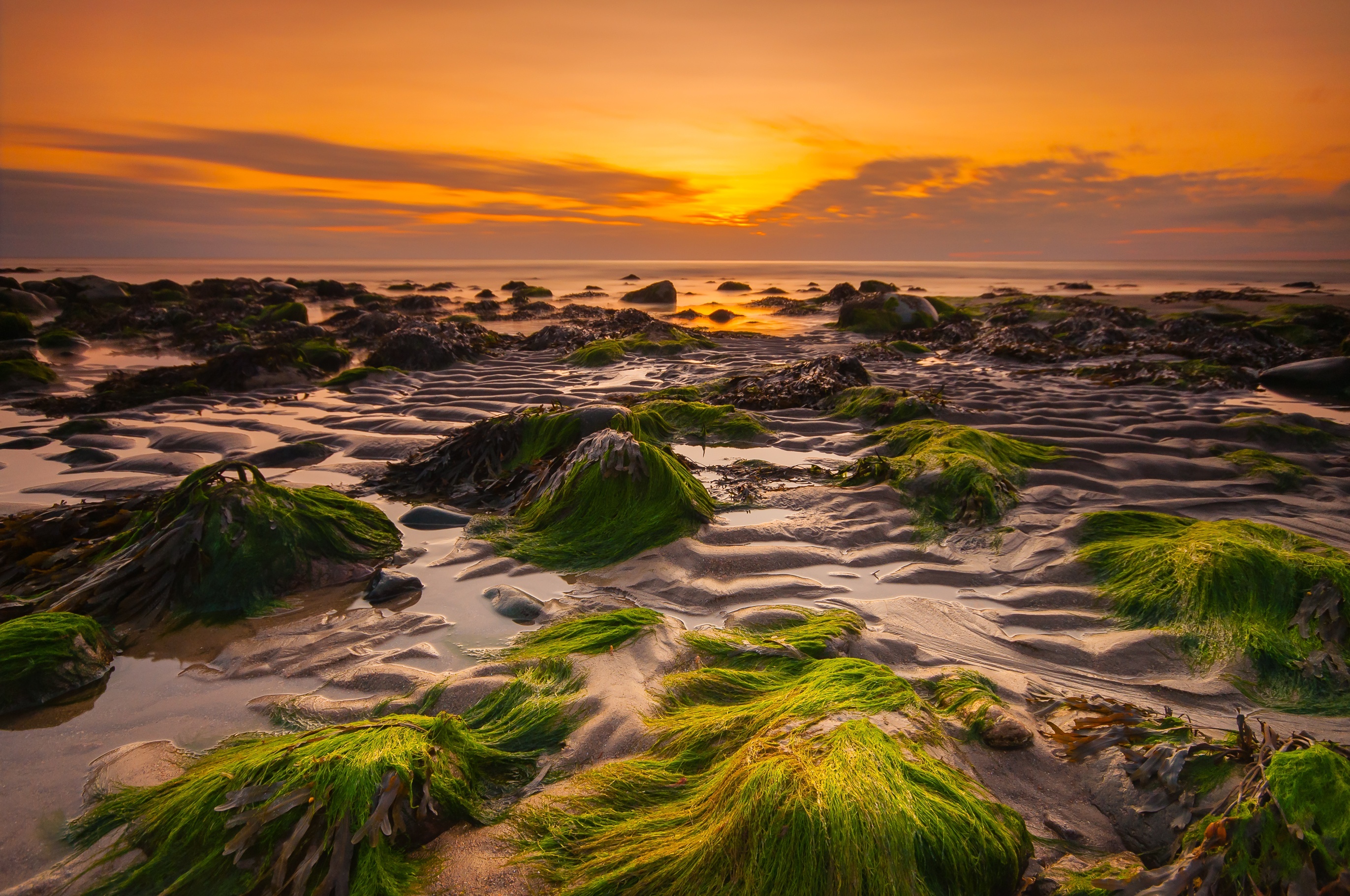 Sunset over a rocky seashore with green seaweed HD Wallpaper