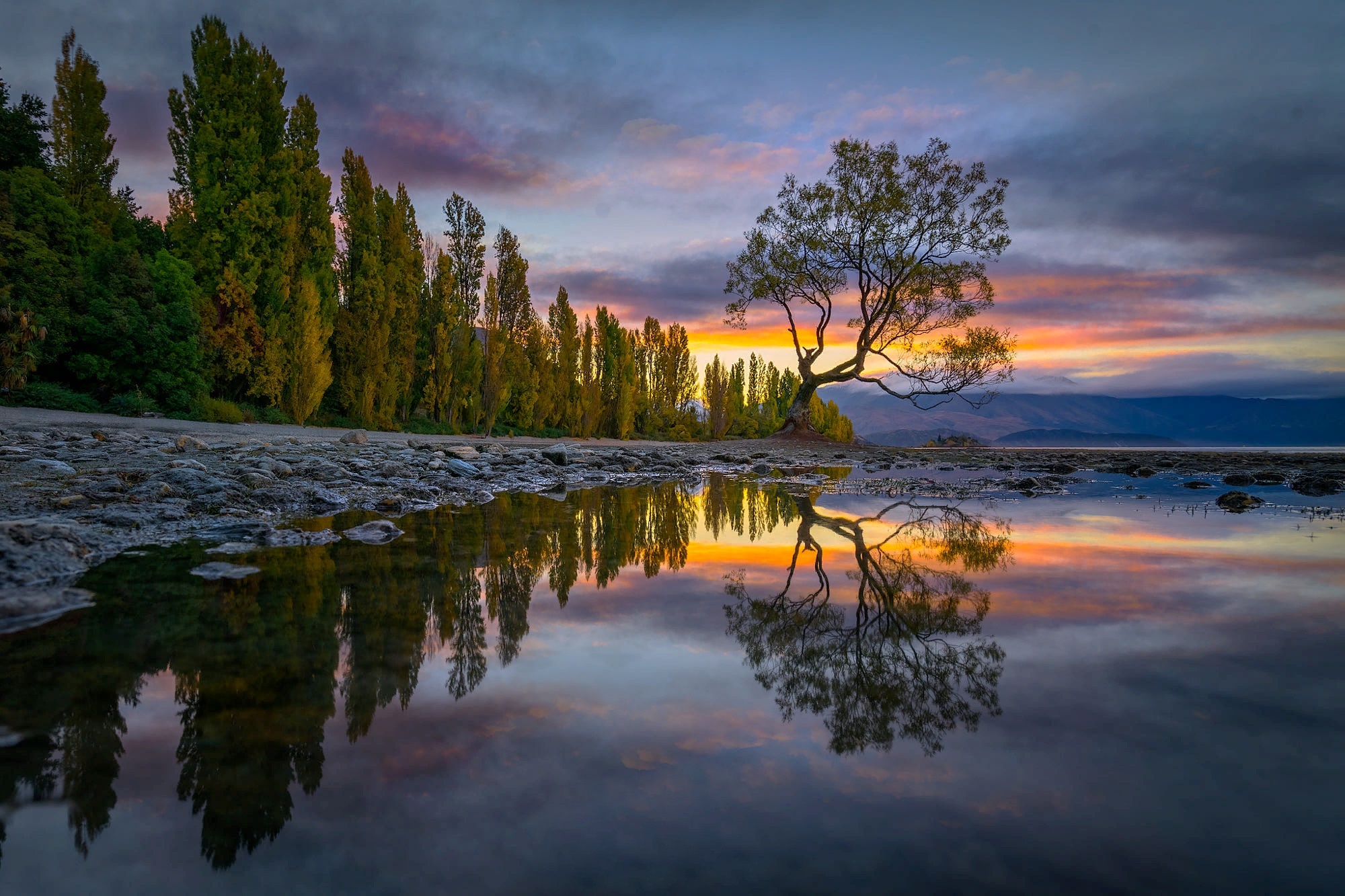 Lone tree reflected in Lake Wānaka, New Zealand at sunset HD Wallpaper