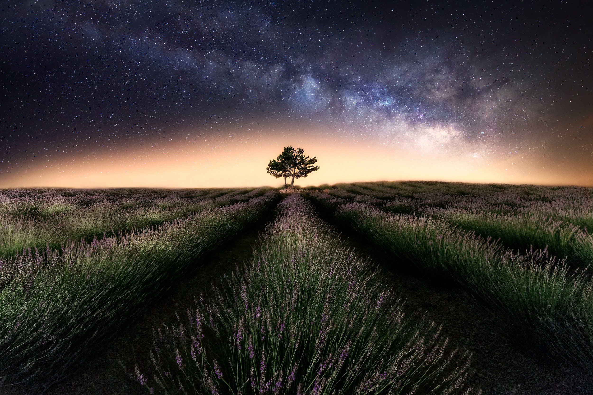 Lavender field under the Milky Way with a lone tree HD Wallpaper