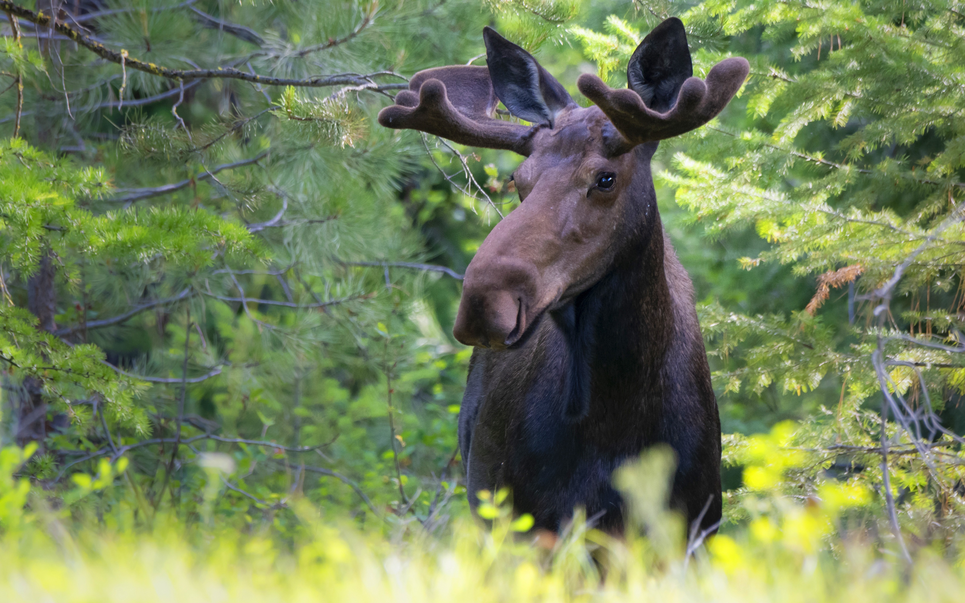 Moose in a forest HD Wallpaper