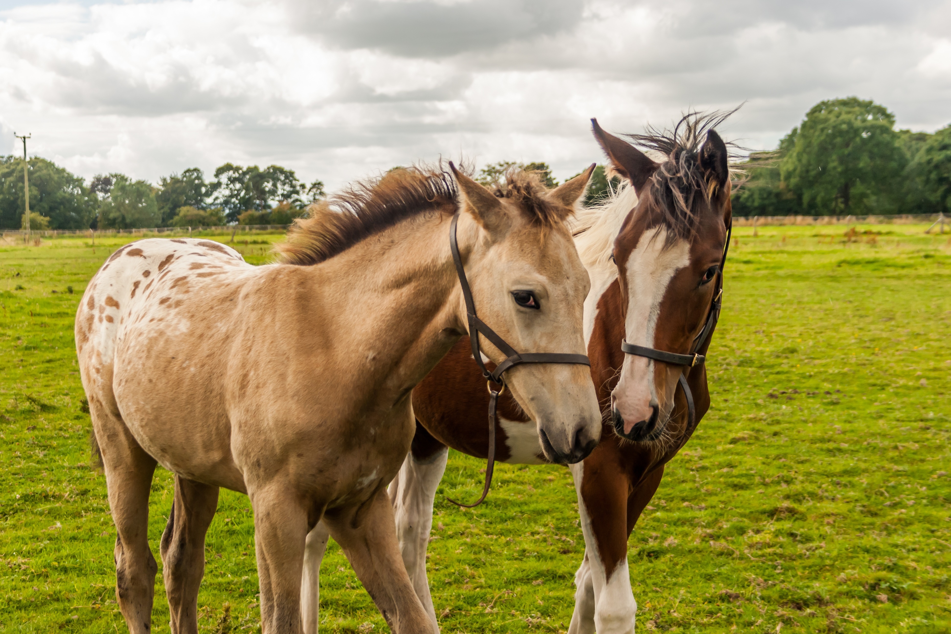 Two foals in a grassy field HD Wallpaper