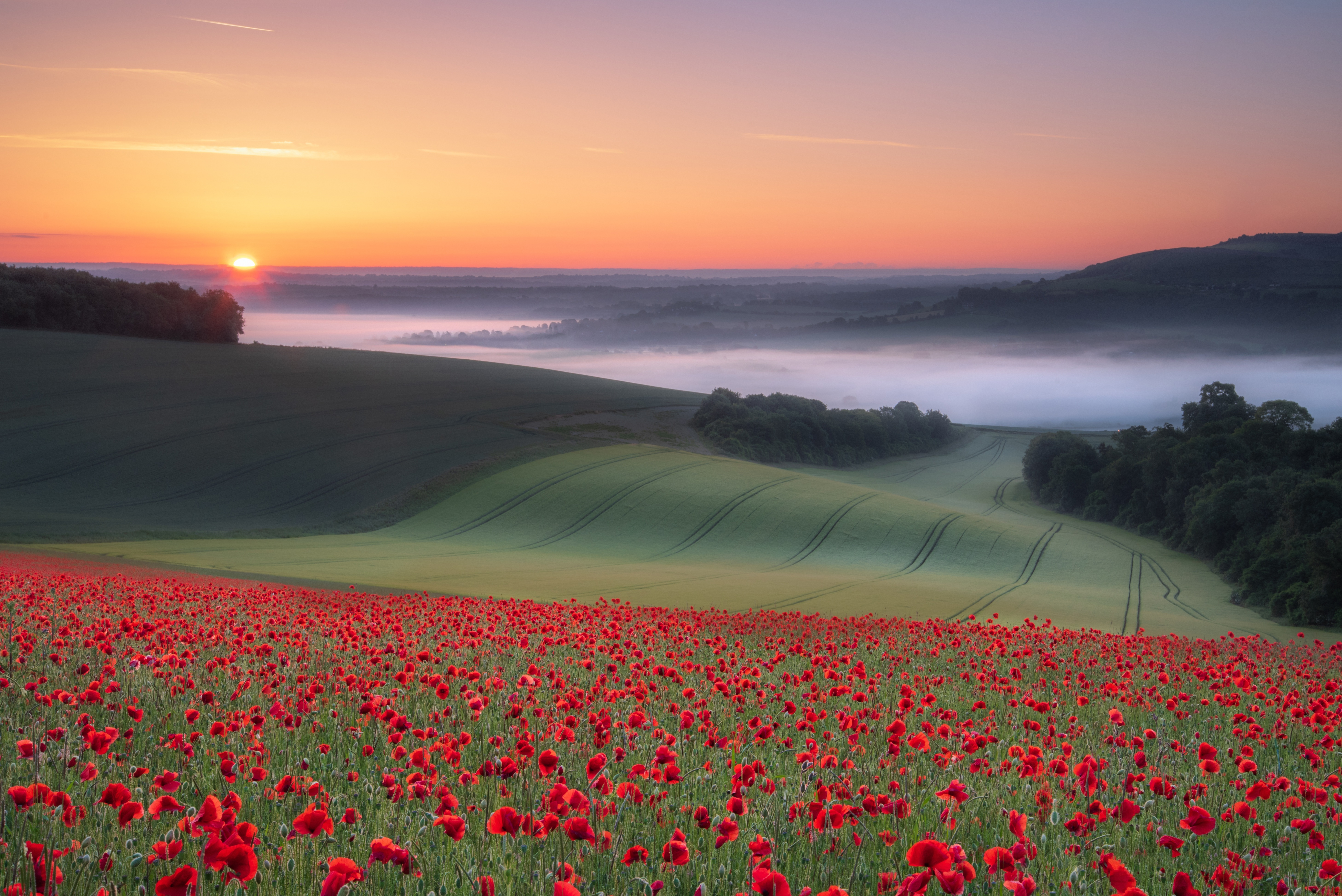 Field of Red Poppies at Sunrise with Fog HD Wallpaper