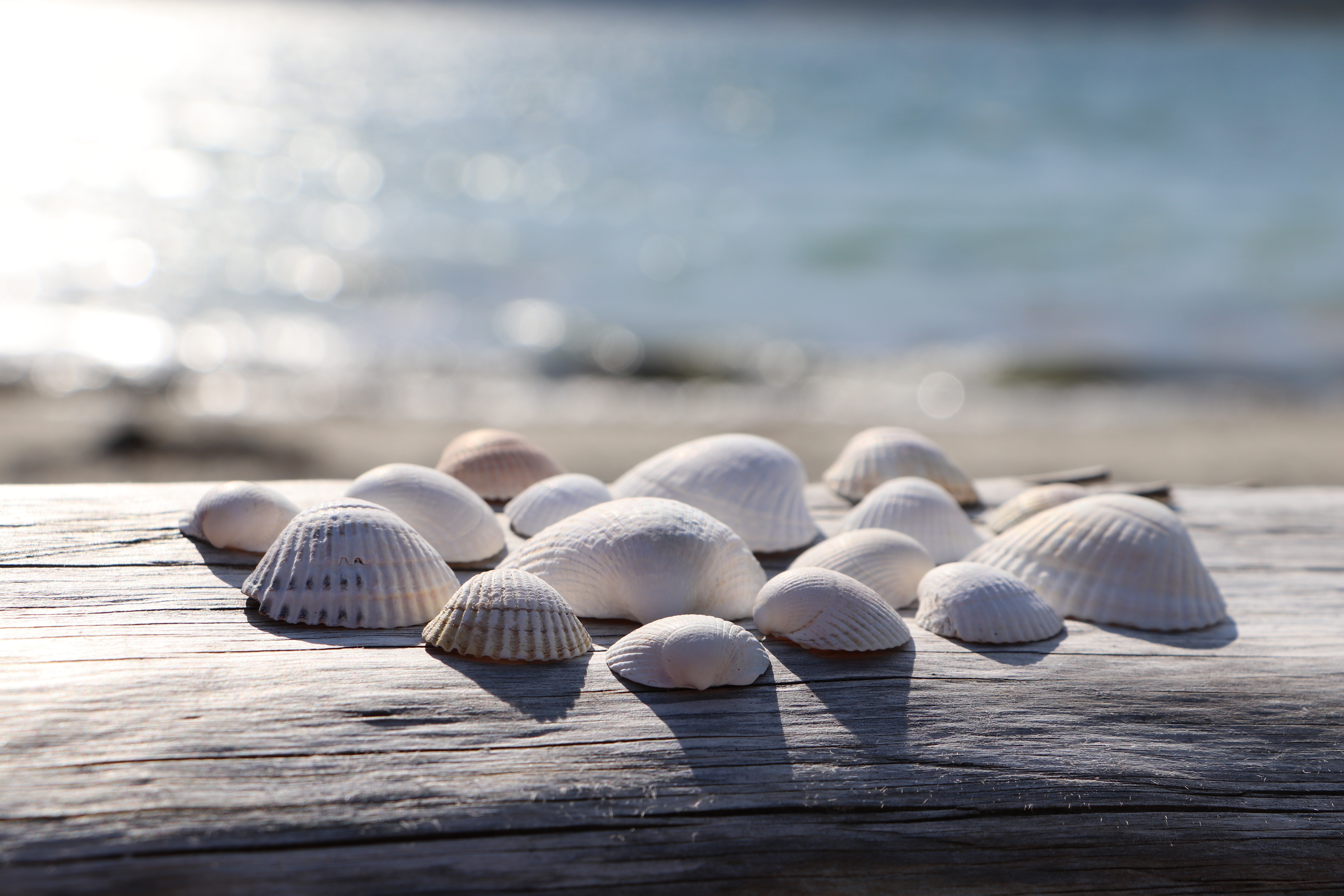 Seashells on a log with ocean background 4K HD Wallpaper