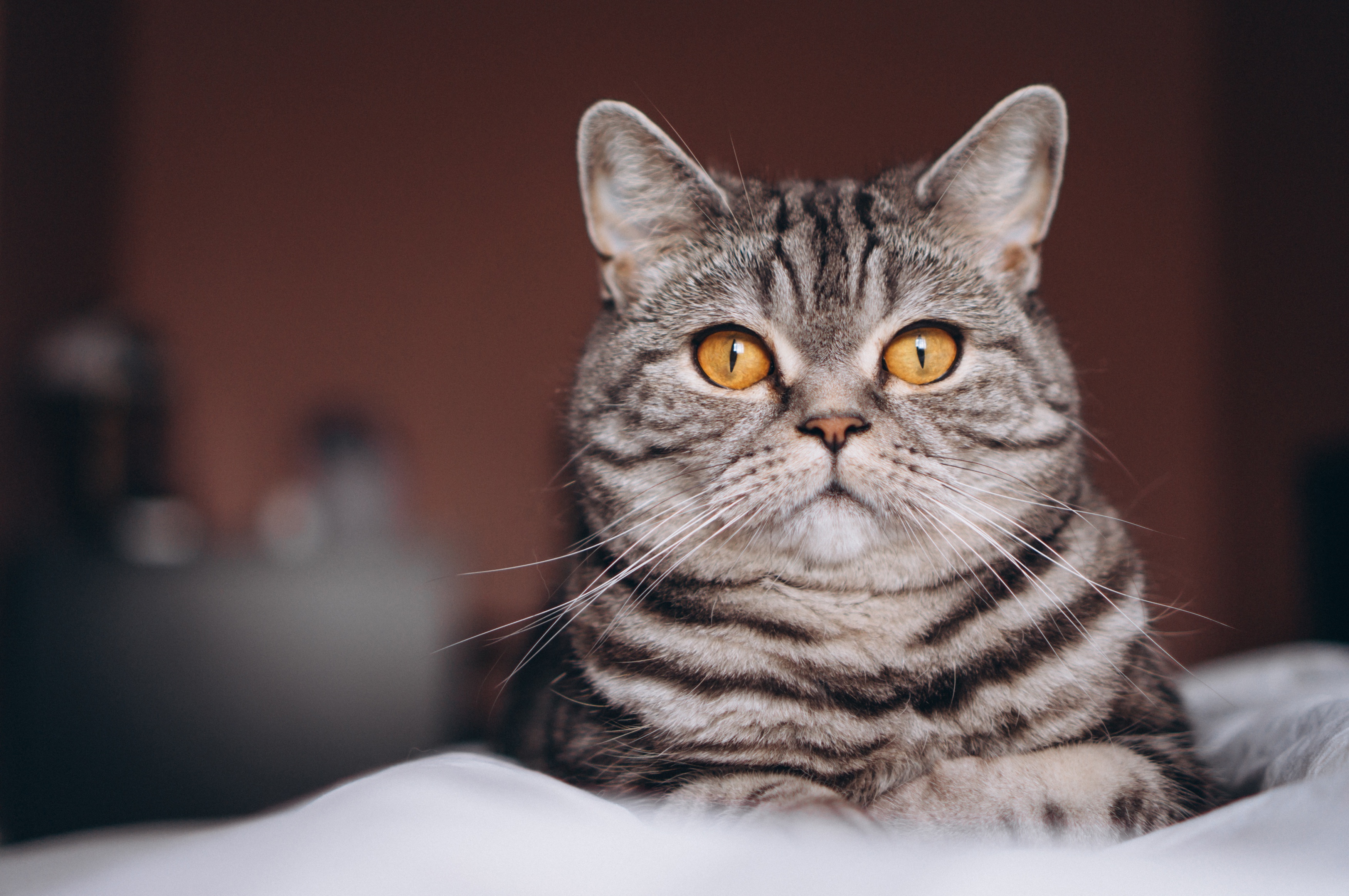 Close-up of a British Shorthair cat HD Wallpaper