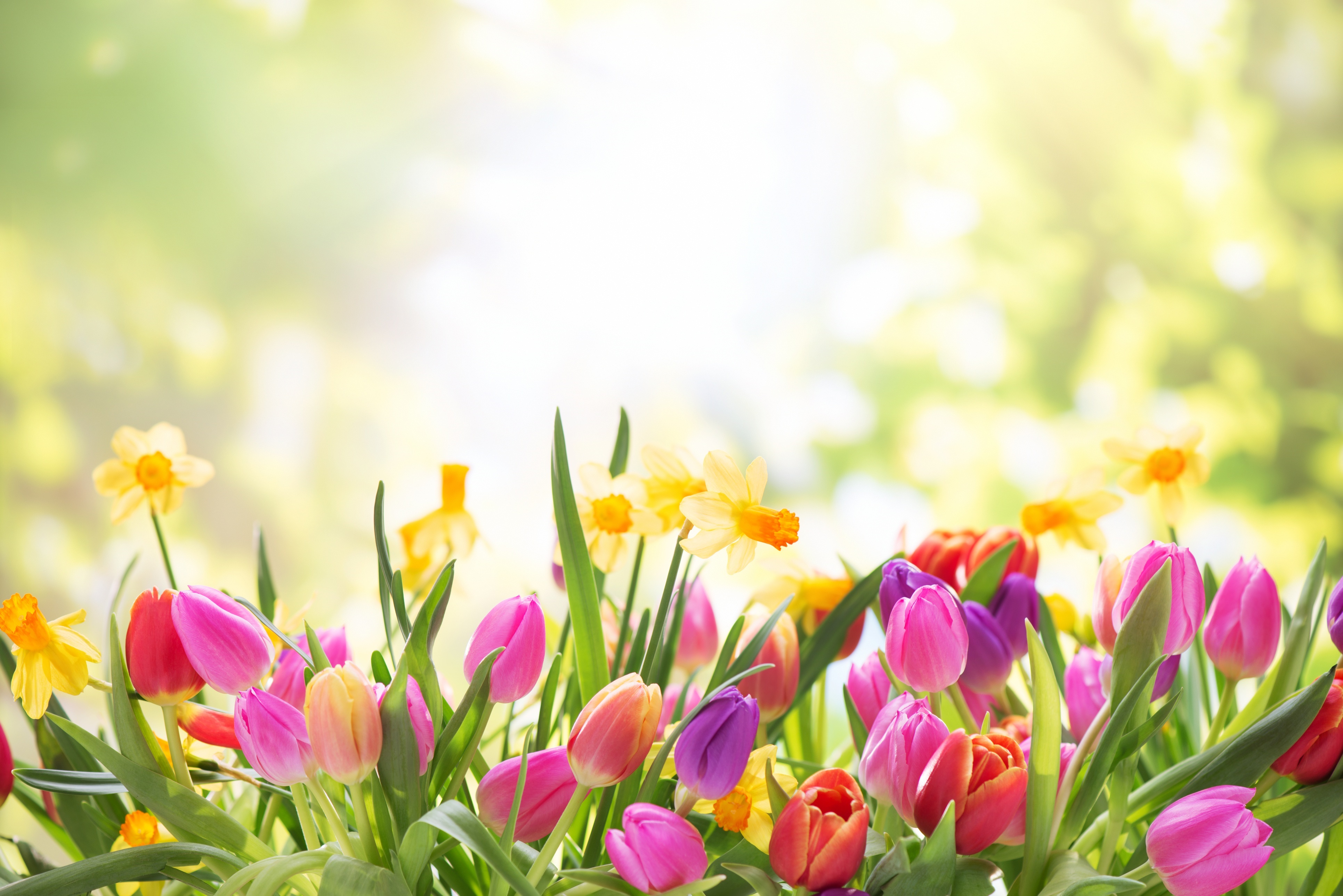 Tulips and Daffodils in Sunlight 4K HD Wallpaper
