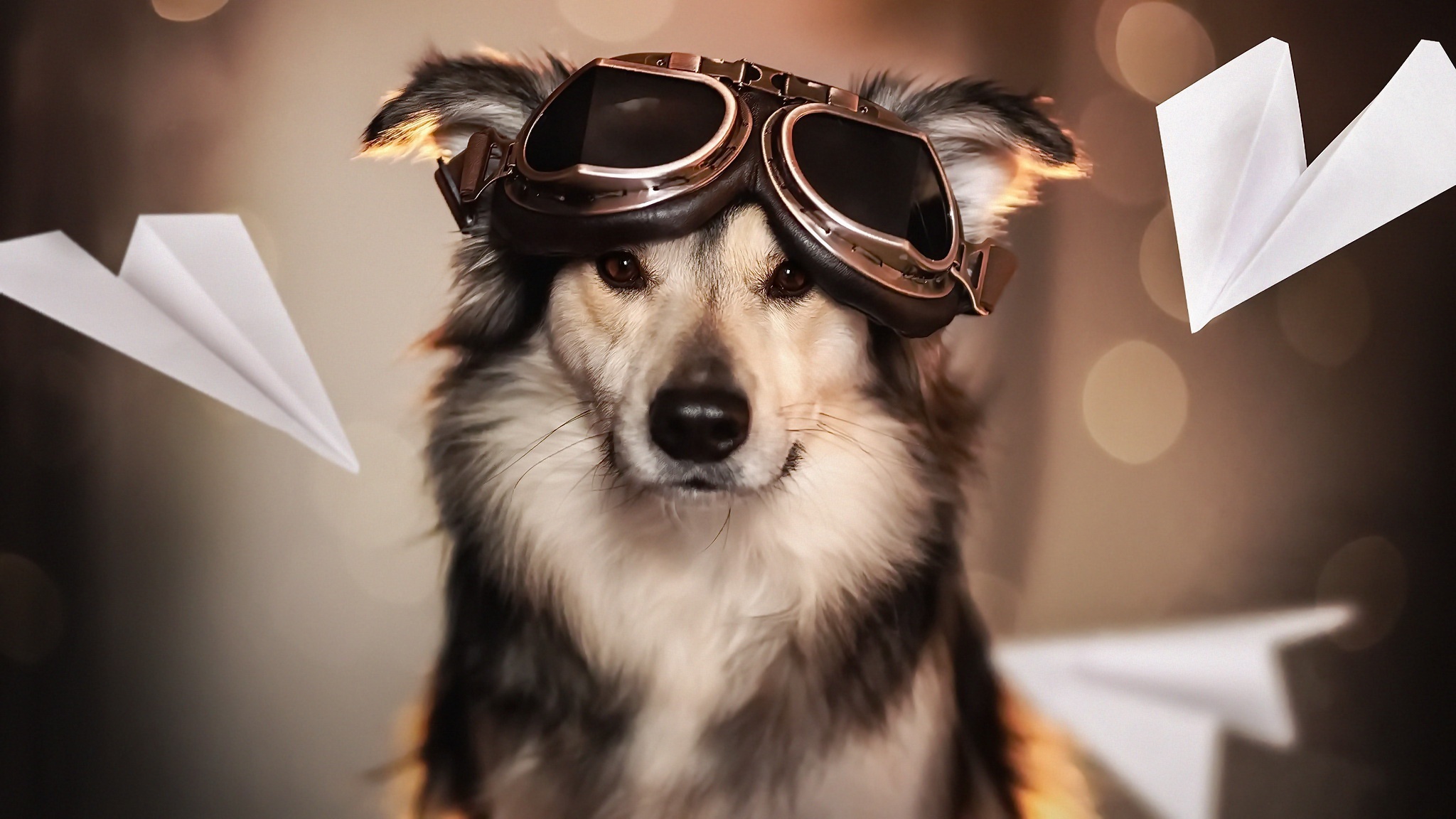 Dog wearing aviator goggles with paper airplanes HD Wallpaper