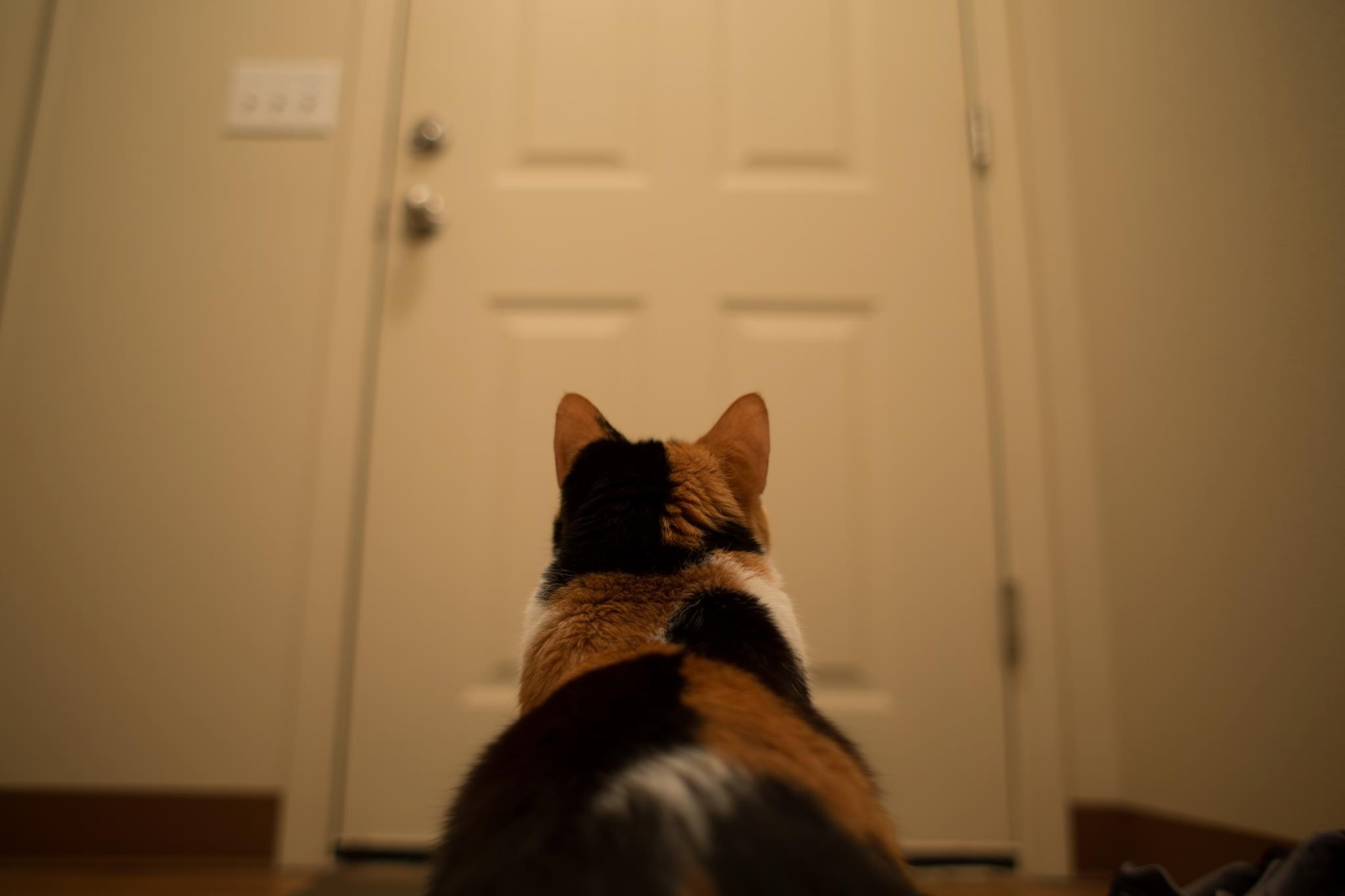 Calico cat looking at a closed door HD Wallpaper