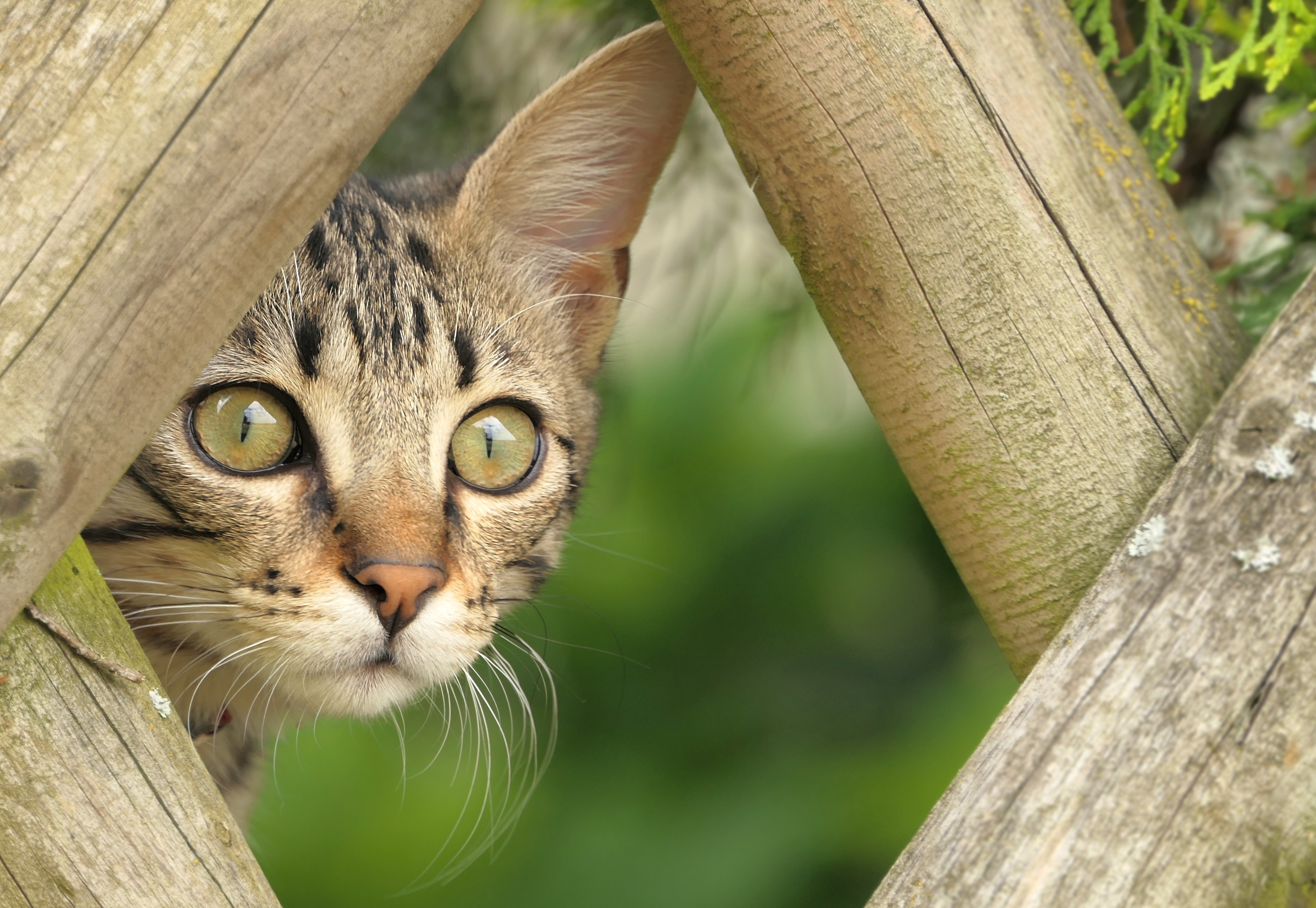 Tabby Cat Peeking Through Wooden Fence HD Wallpaper