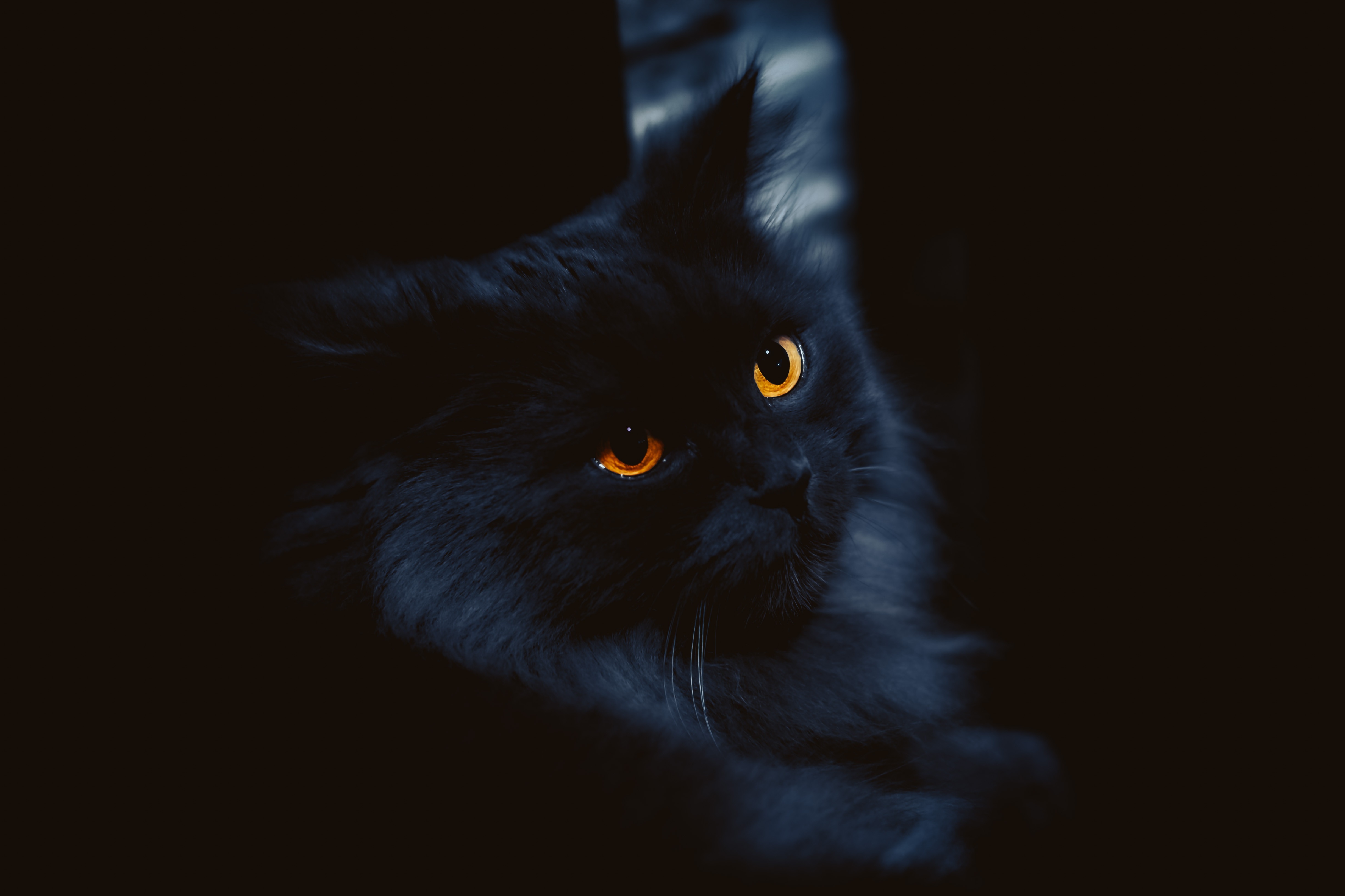Black cat with glowing orange eyes in darkness 4K HD Wallpaper