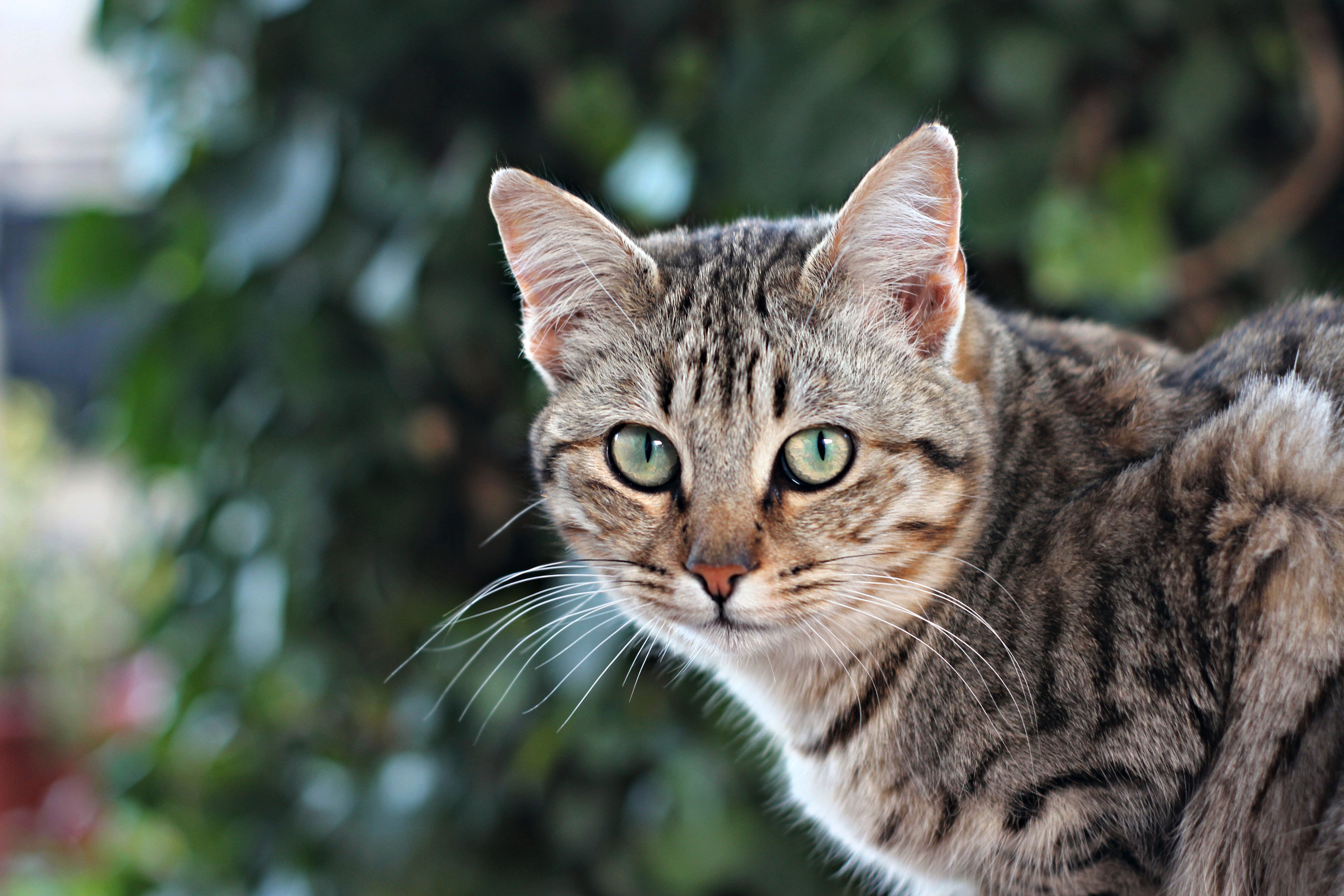 Tabby Cat with Green Eyes 4K HD Wallpaper