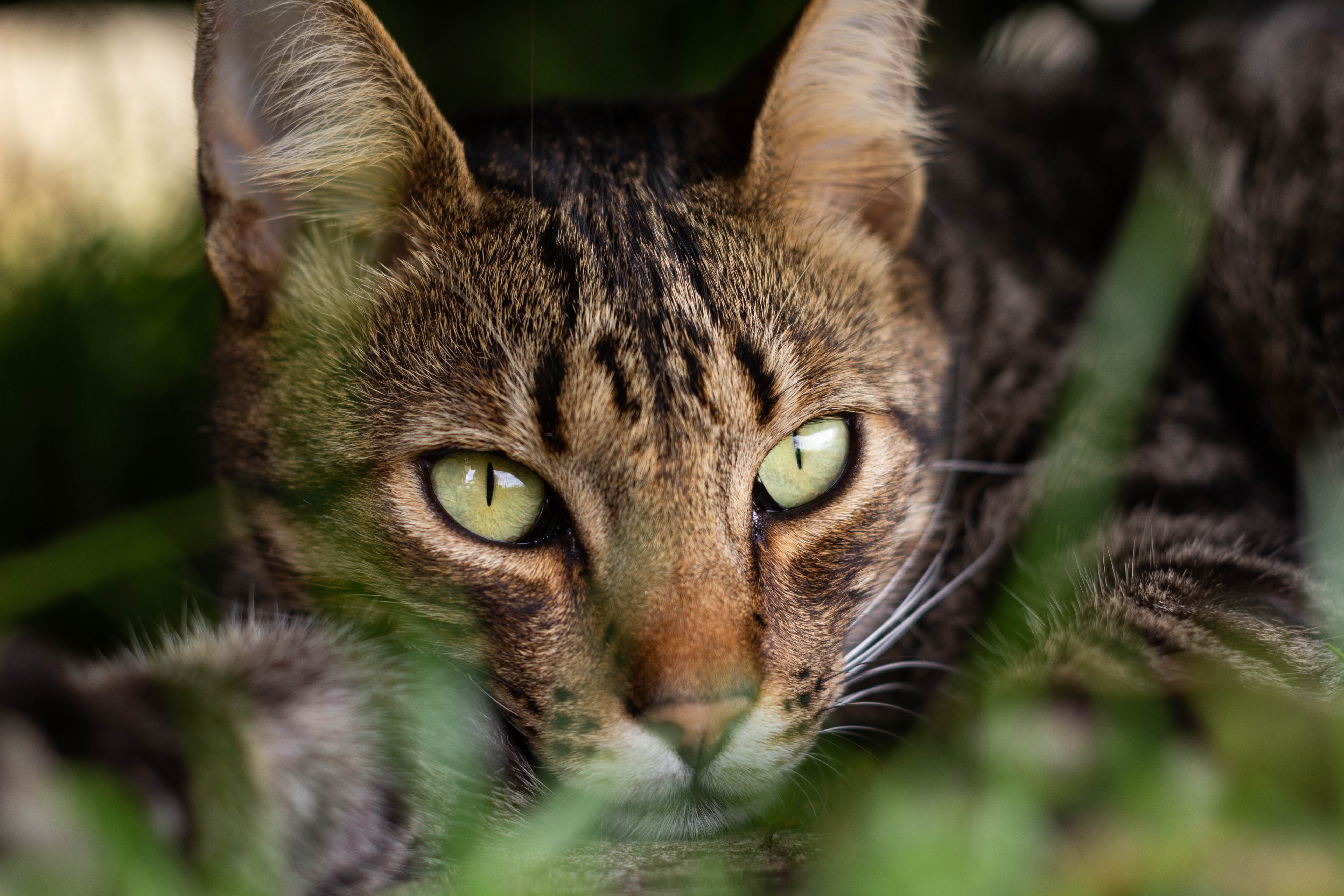 Tabby Cat with Green Eyes in Grass 4K HD Wallpaper