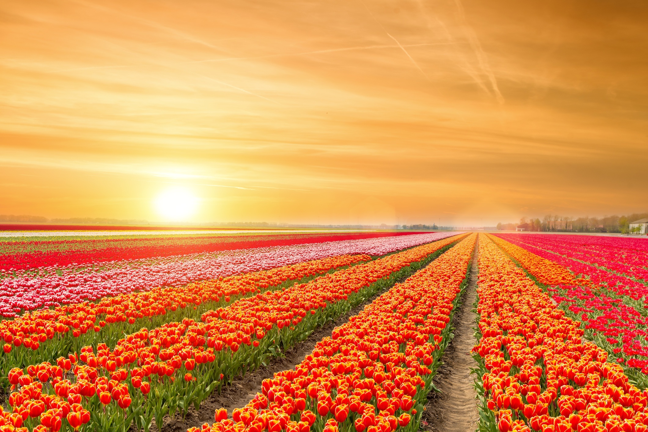 Field of Tulips at Sunrise HD Wallpaper