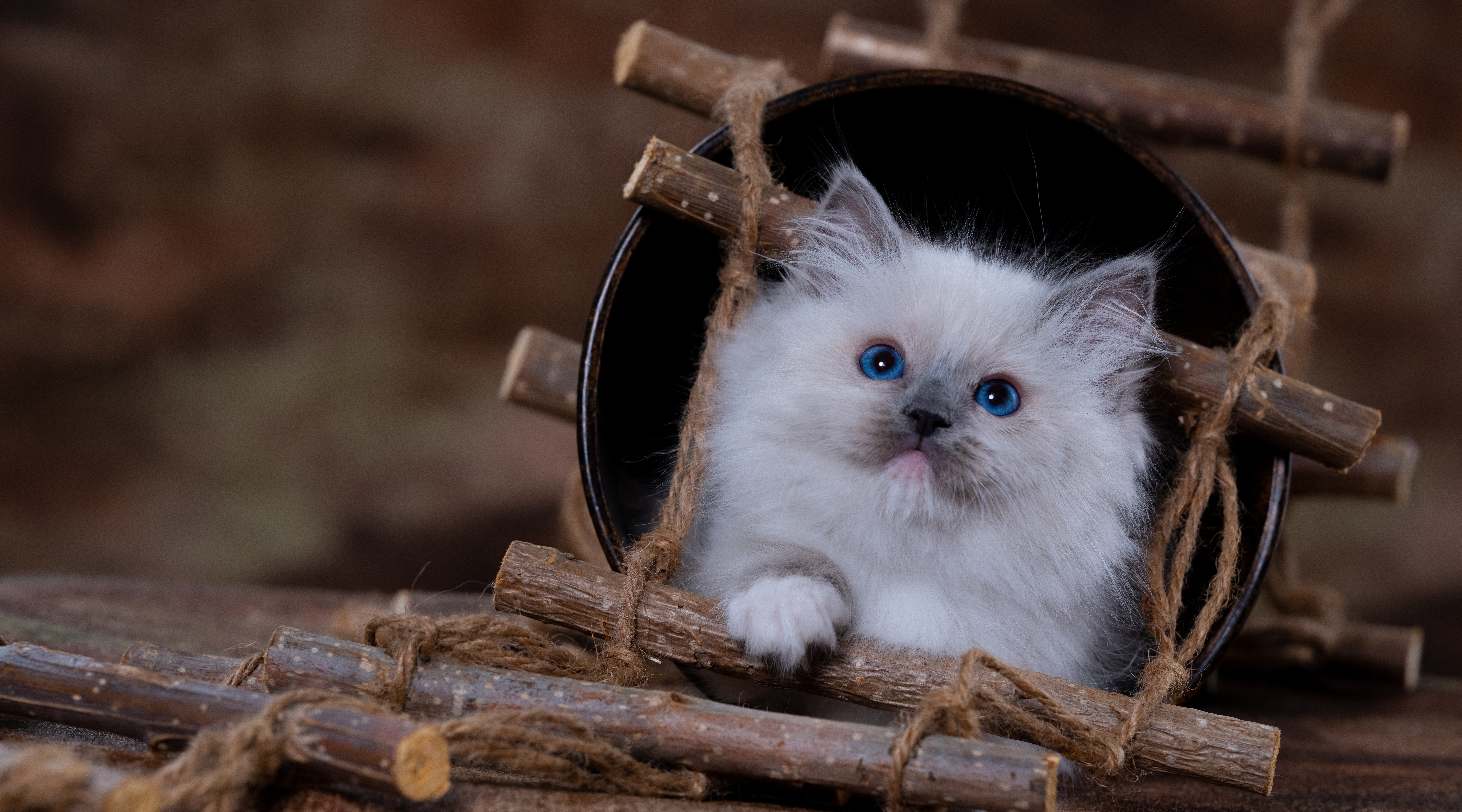 Ragdoll Kitten in a Rustic Pot HD Wallpaper