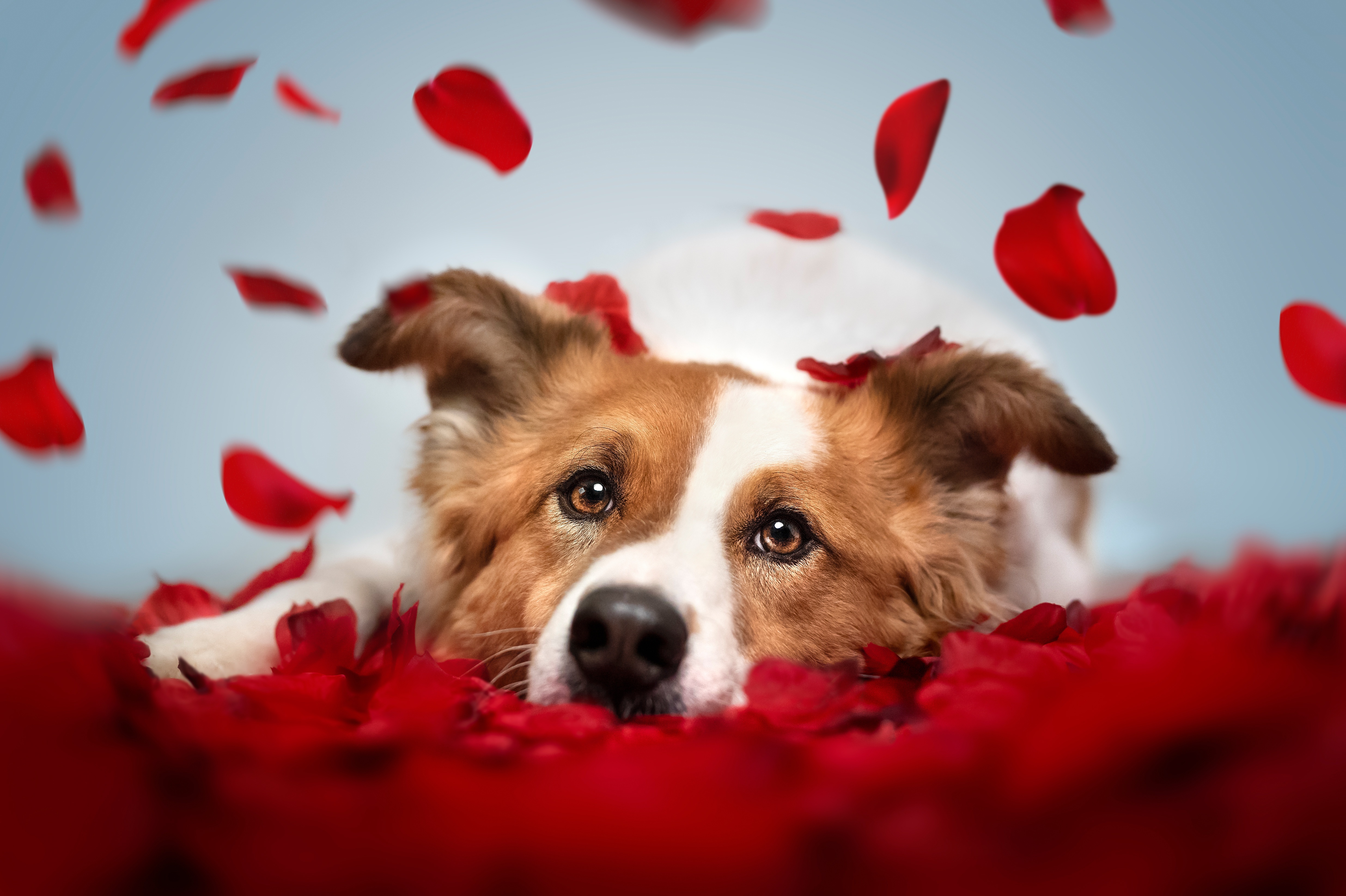 Dog surrounded by red rose petals HD Wallpaper